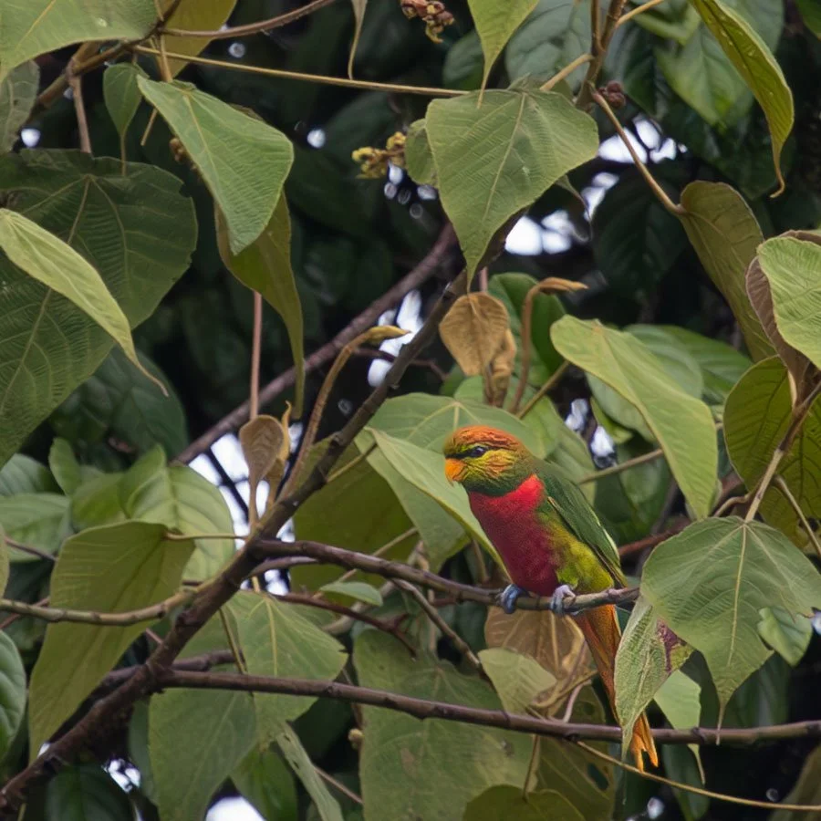 26PNG_Ambua-Lodge-Birds-@-Sabine-Templeton_-5942_900.jpg