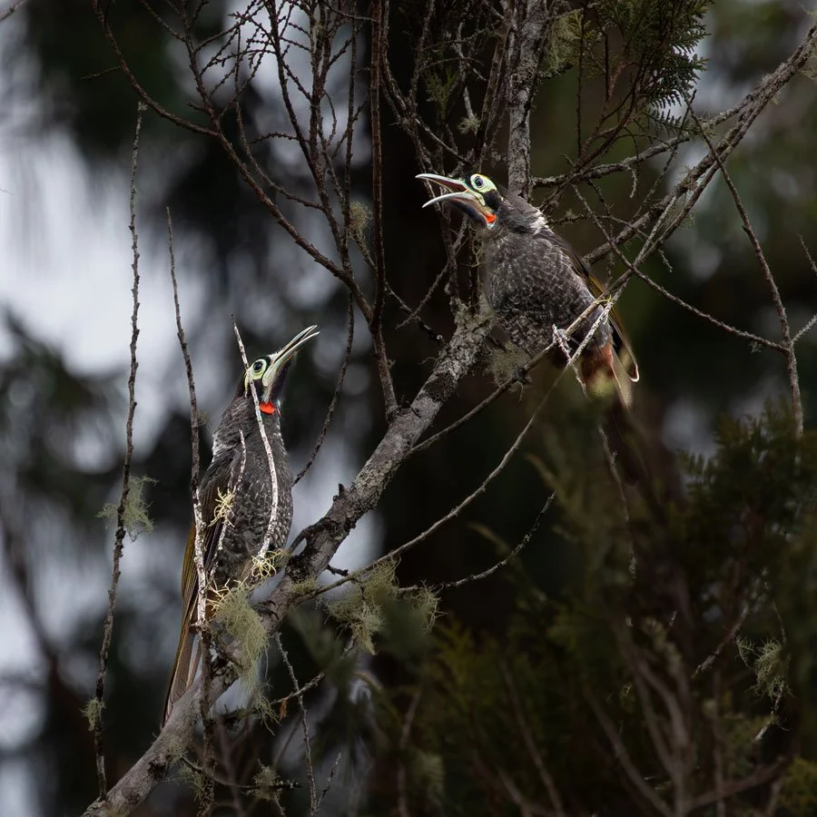 26BHS_Ambua-Lodge-Birds-©-Sabine-Templeton_8_900.jpg