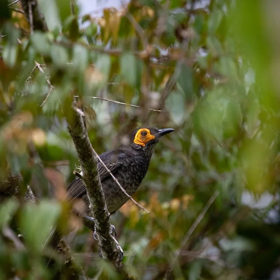 26BHS_Ambua-Lodge-Birds-%C2%A9-Sabine-Templeton_30_900.jpg