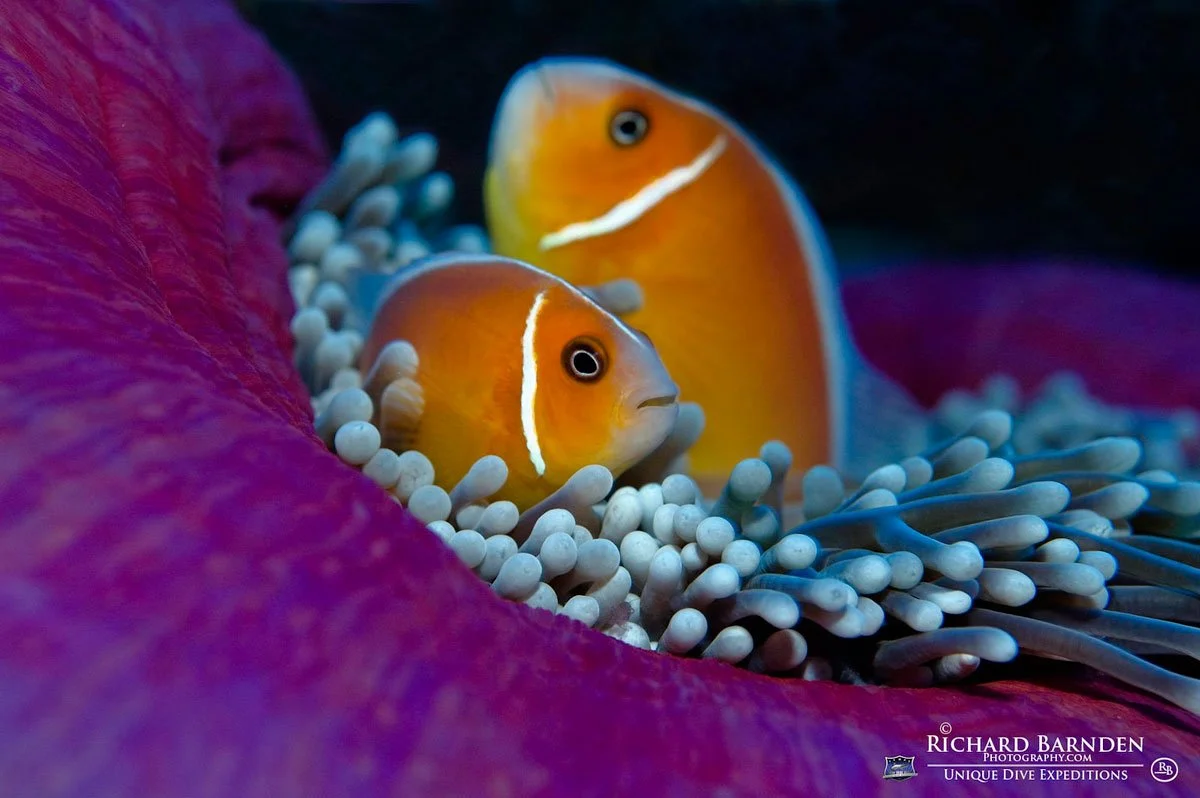 PLW_Palau-©-Richard-Barnden_1200_1.jpg