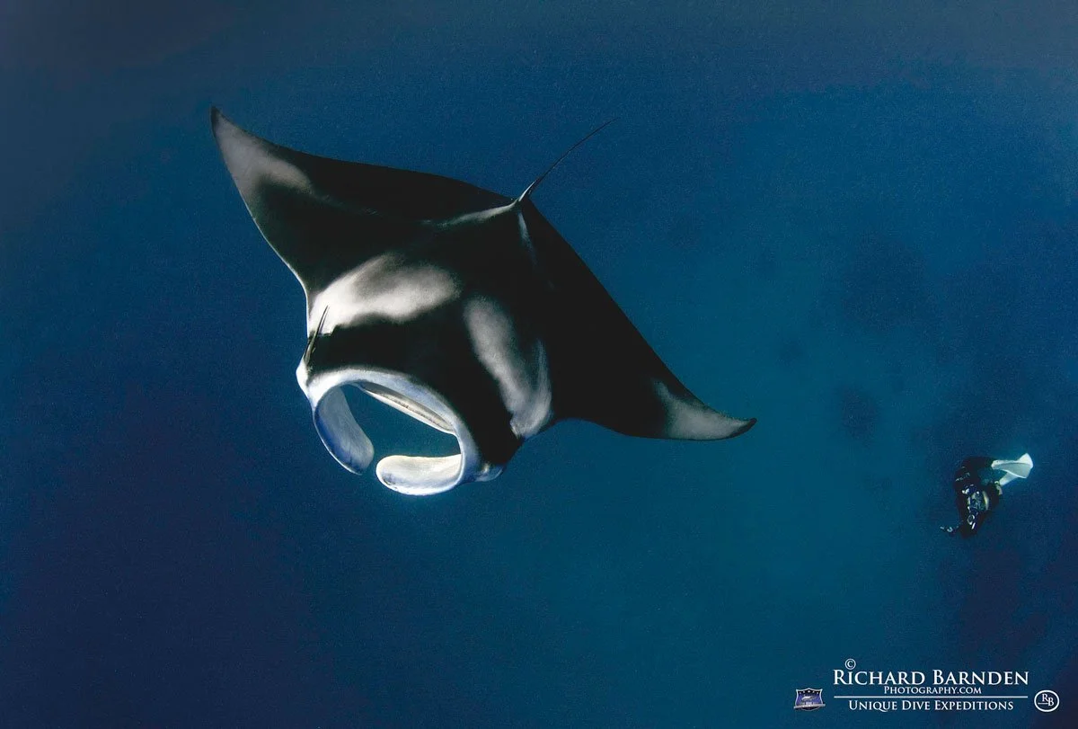 PLW_Palau-©-Richard-Barnden_1200_2.jpg