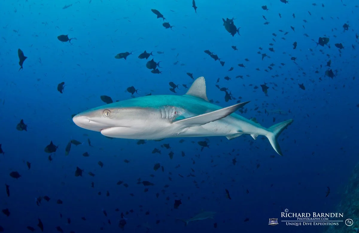 PLW_Palau-©-Richard-Barnden_1200_3.jpg