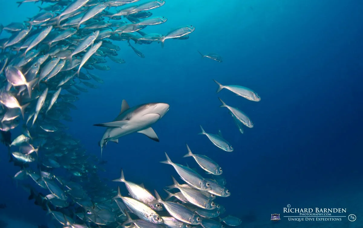 PLW_Palau-©-Richard-Barnden_1200_4.jpg