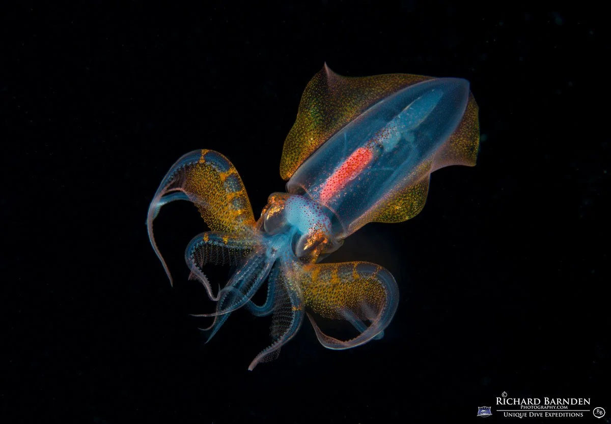 PLW_Palau-©-Richard-Barnden_1200_5.jpg