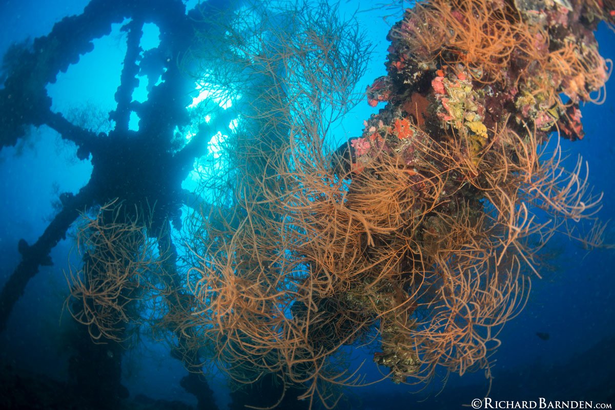 PLW_Palau-©-Richard-Barnden_1200_7.jpg