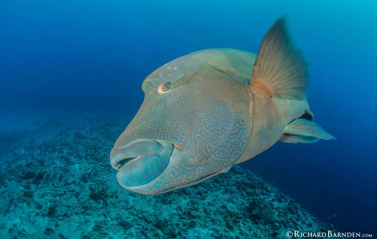 PLW_Palau-©-Richard-Barnden_1200_8.jpg