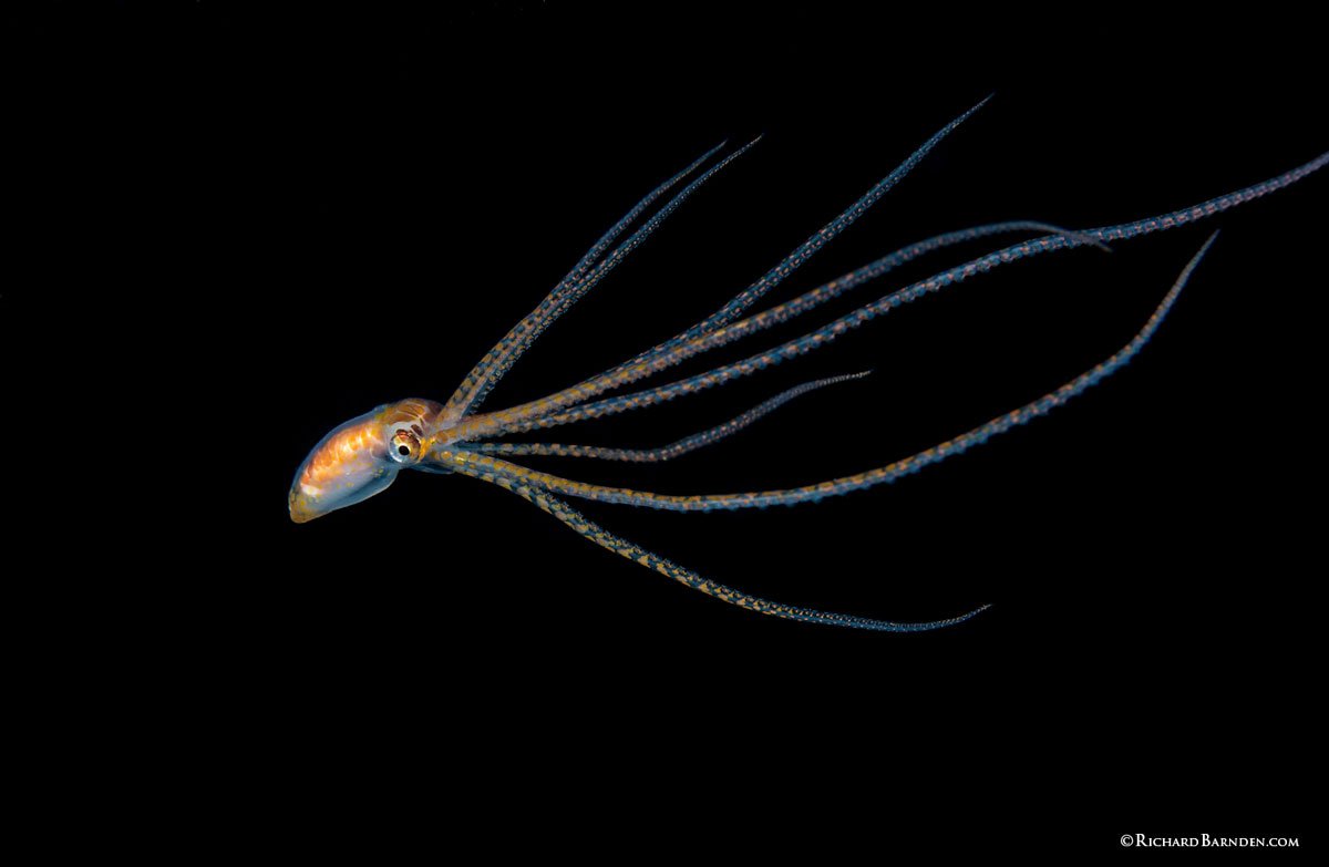 PLW_Palau-©-Richard-Barnden_1200_9.jpg