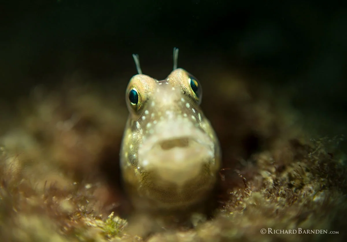 PLW_Palau-©-Richard-Barnden_1200_10.jpg