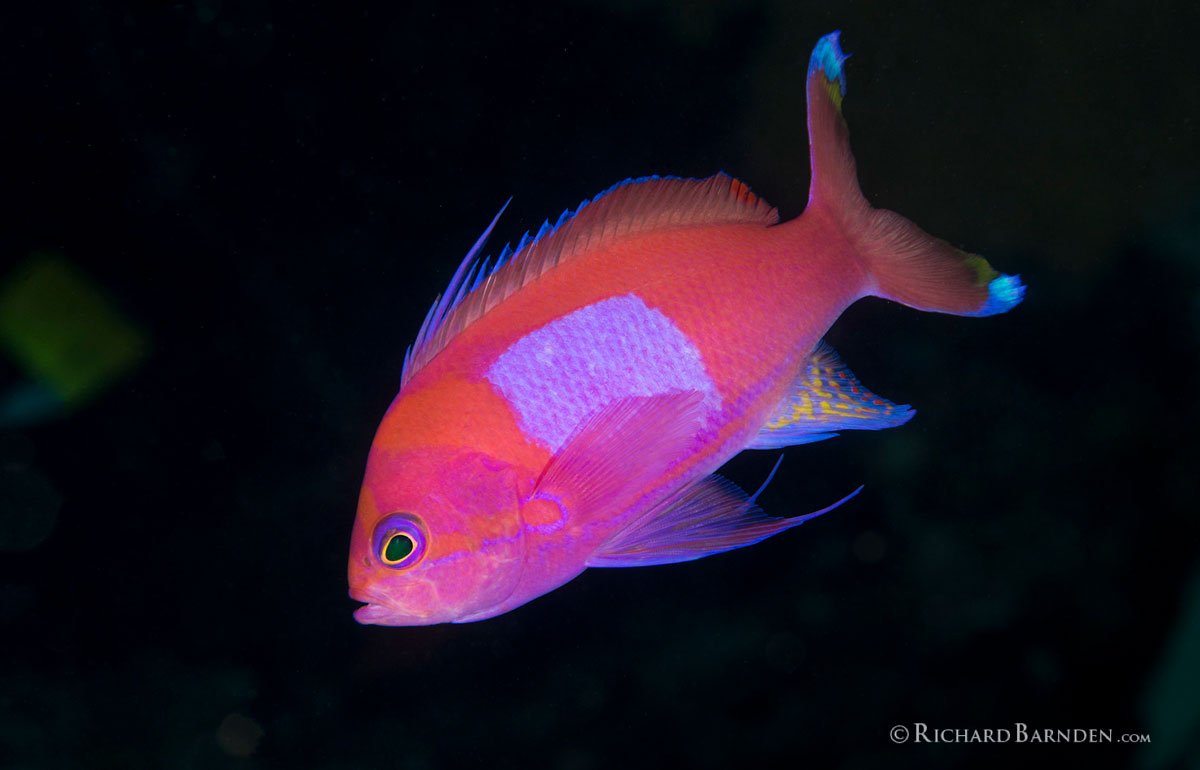 PLW_Palau-©-Richard-Barnden_1200_12.jpg