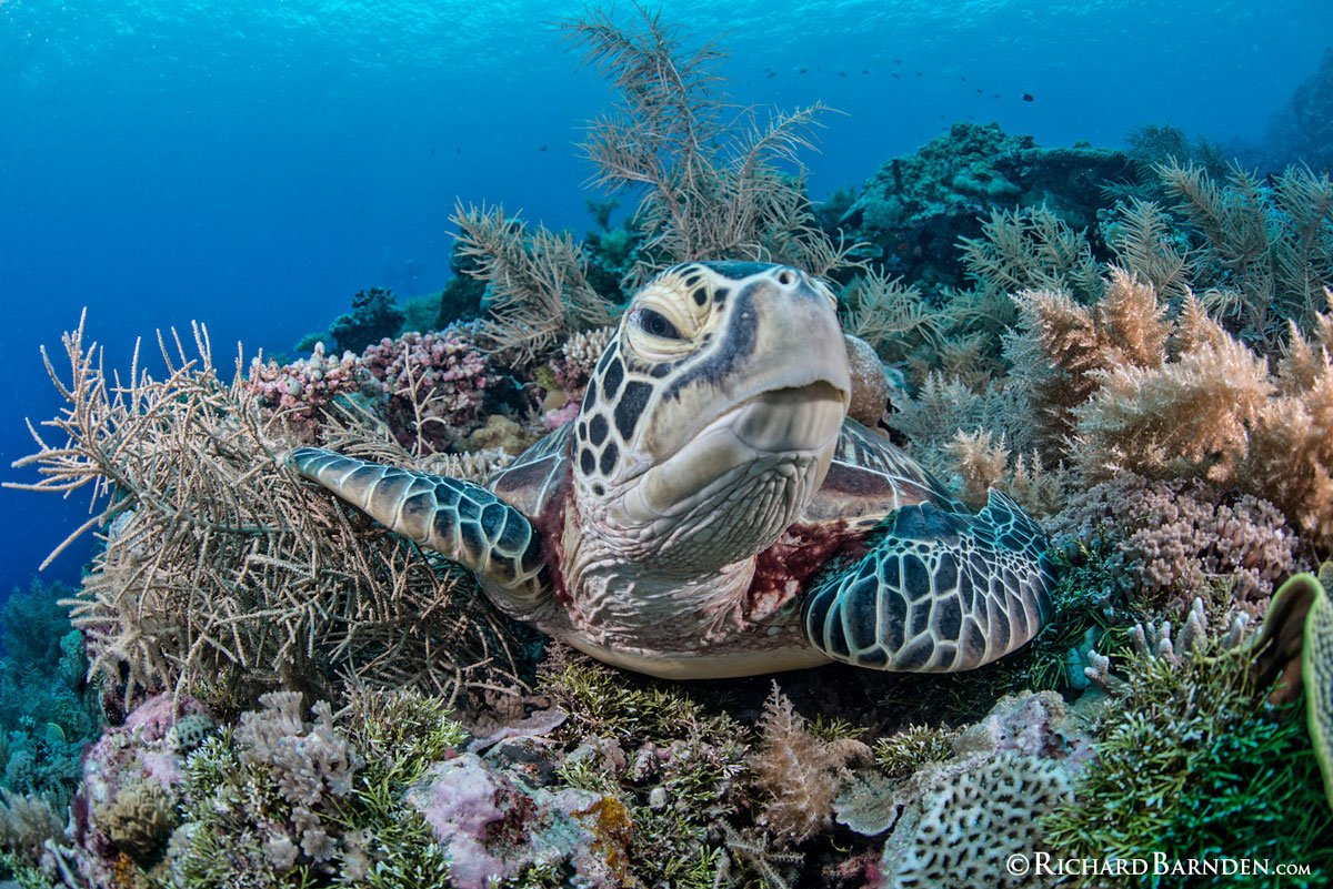 PLW_Palau-©-Richard-Barnden_1200_11.jpg