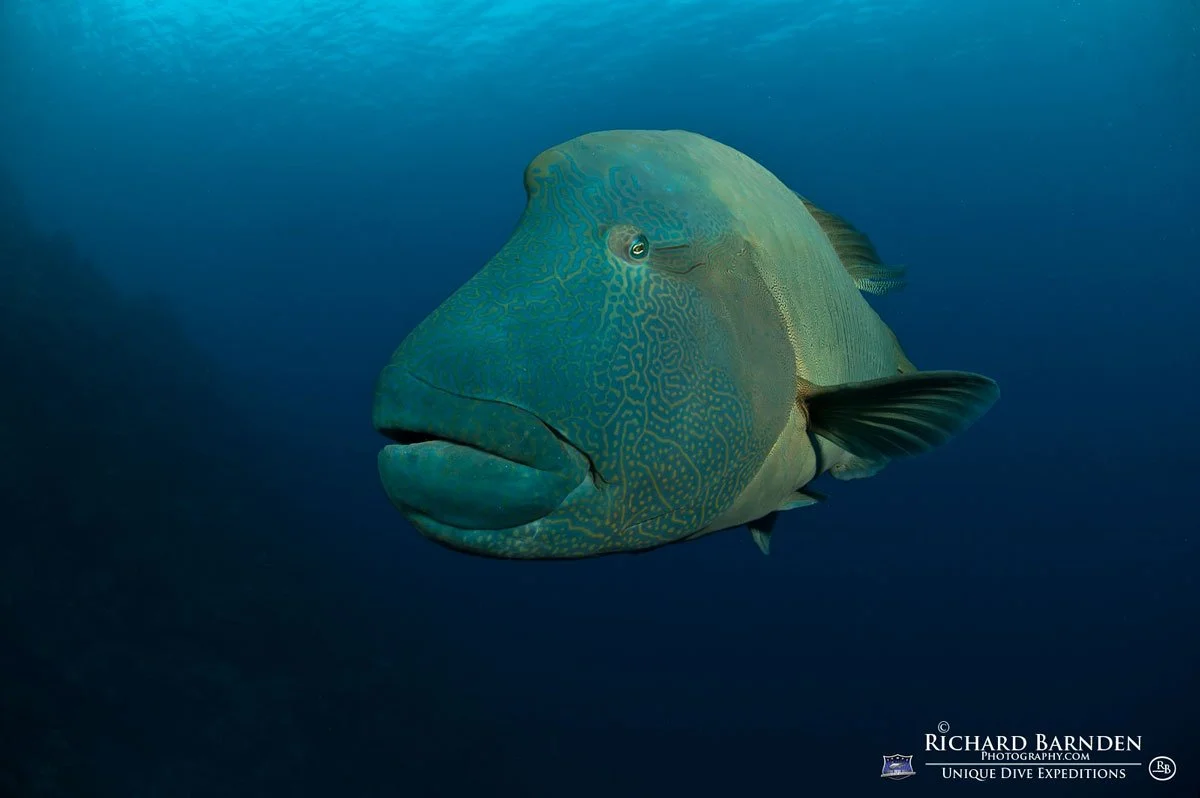 PLW_Palau-©-Richard-Barnden_1200_14.jpg