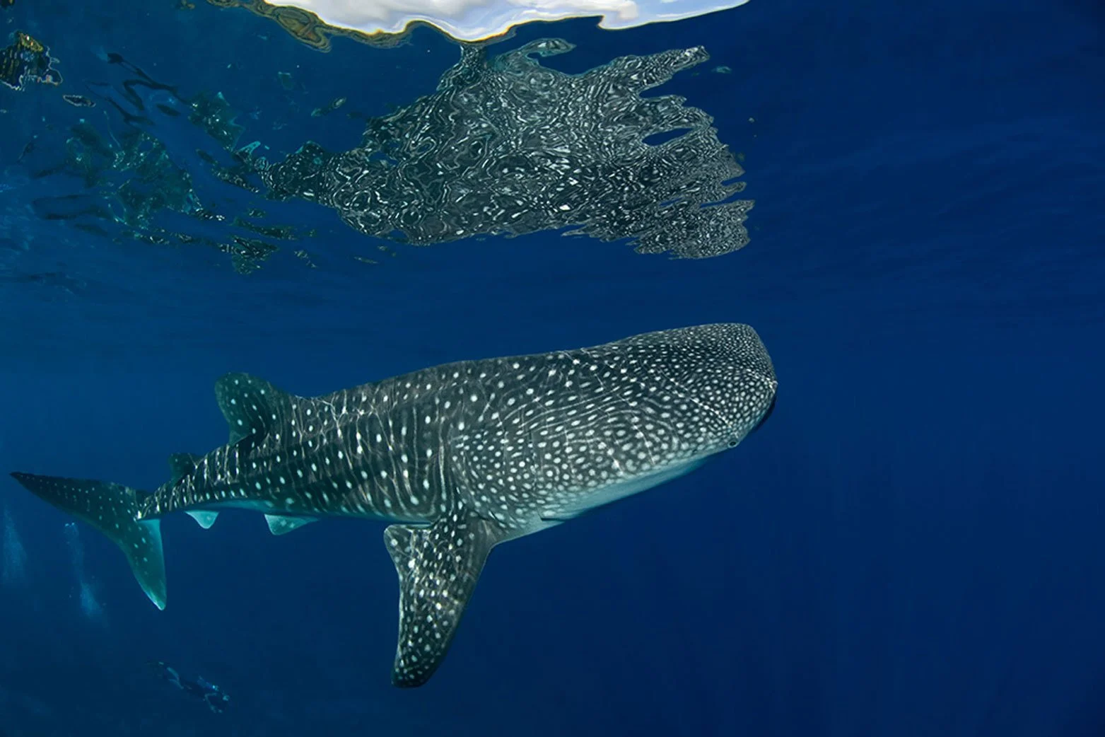 AUS_Christmas Island © CI Tourism_Whaleshark-Reflection-Mathieu-Meur.jpg