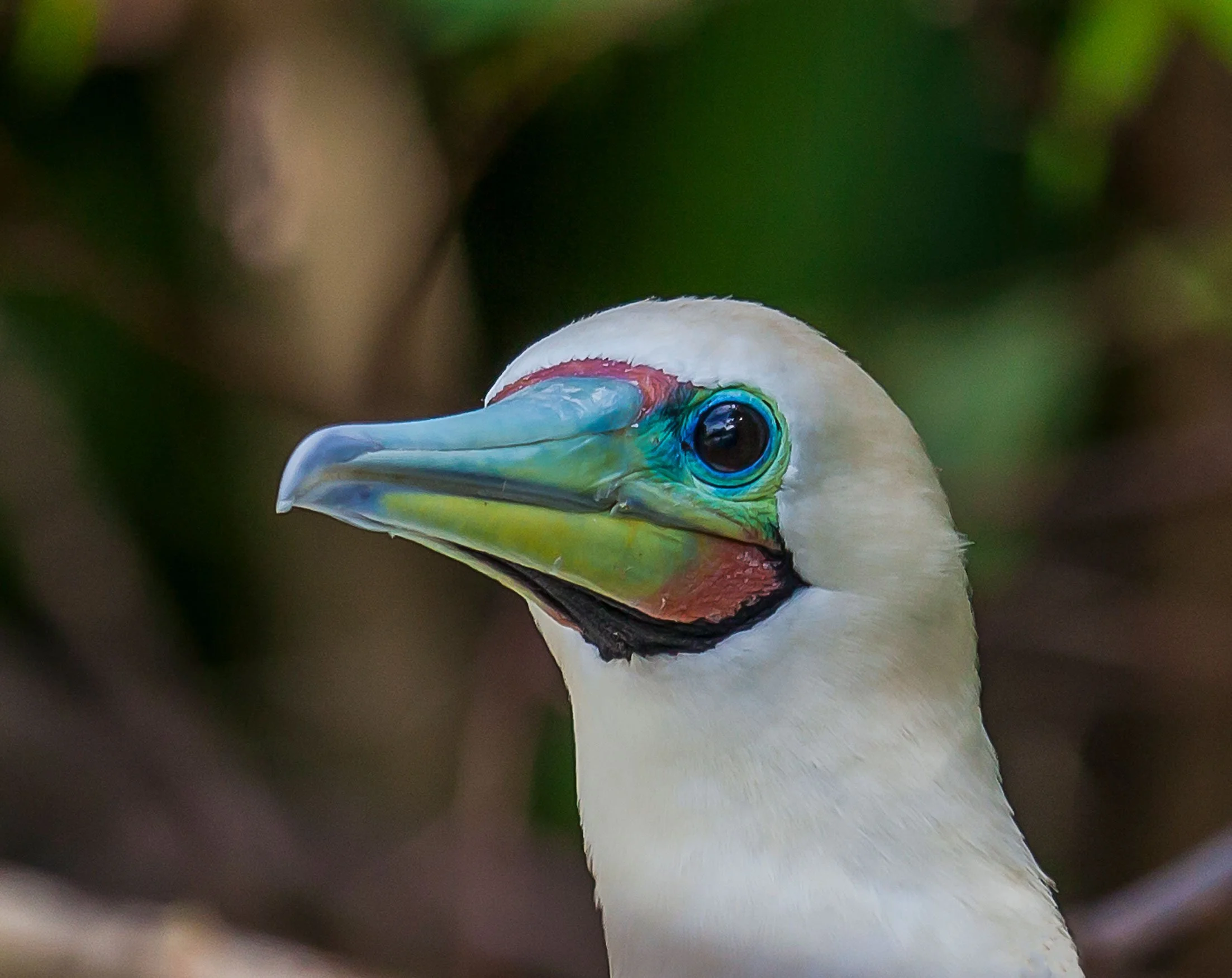 AUS_Christmas Island © CI Tourism_RedFootedBooby-YvonneMcKenzie.jpg