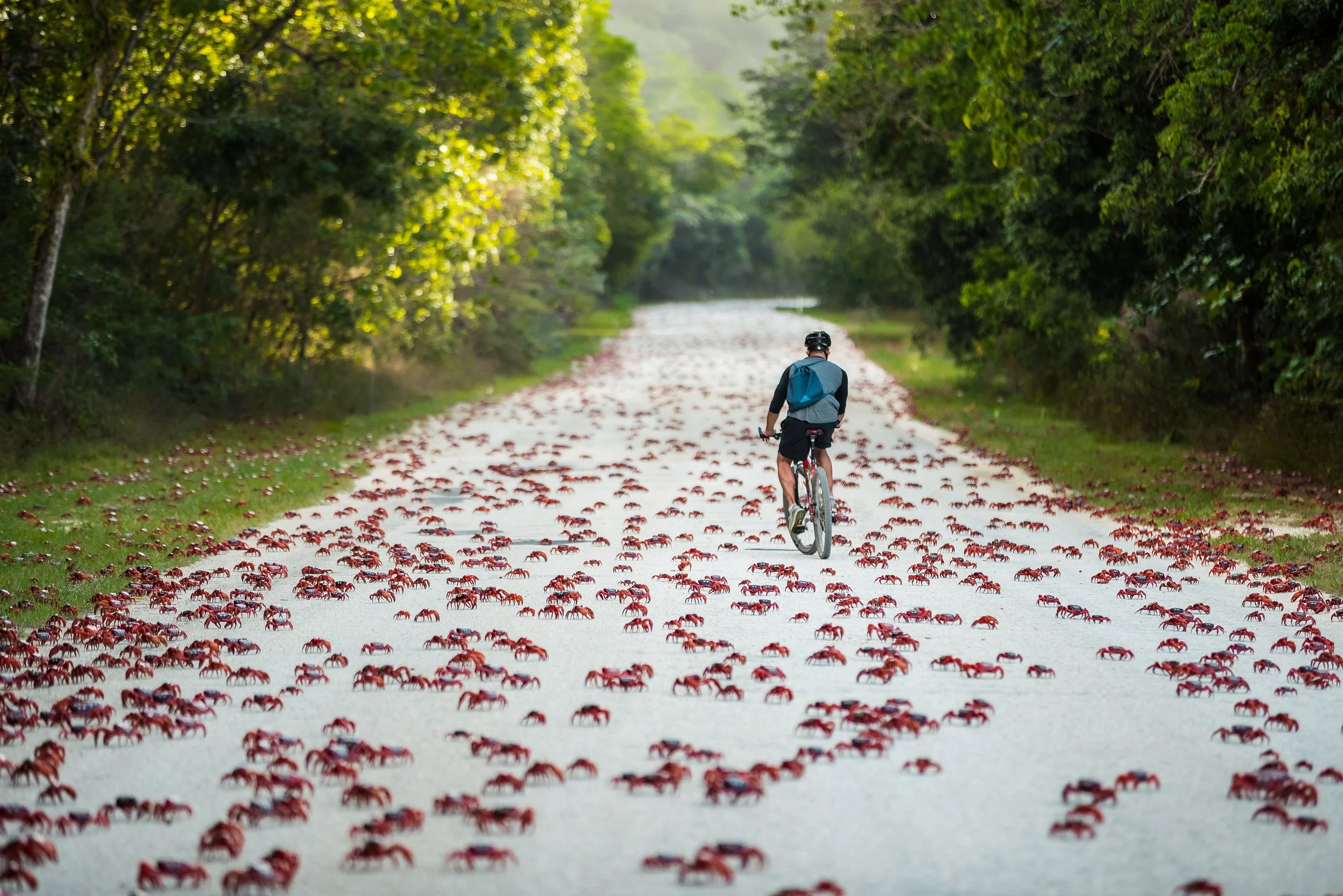 AUS_Christmas Island © CI Tourism_KFAULKNER_CrabRider.jpg