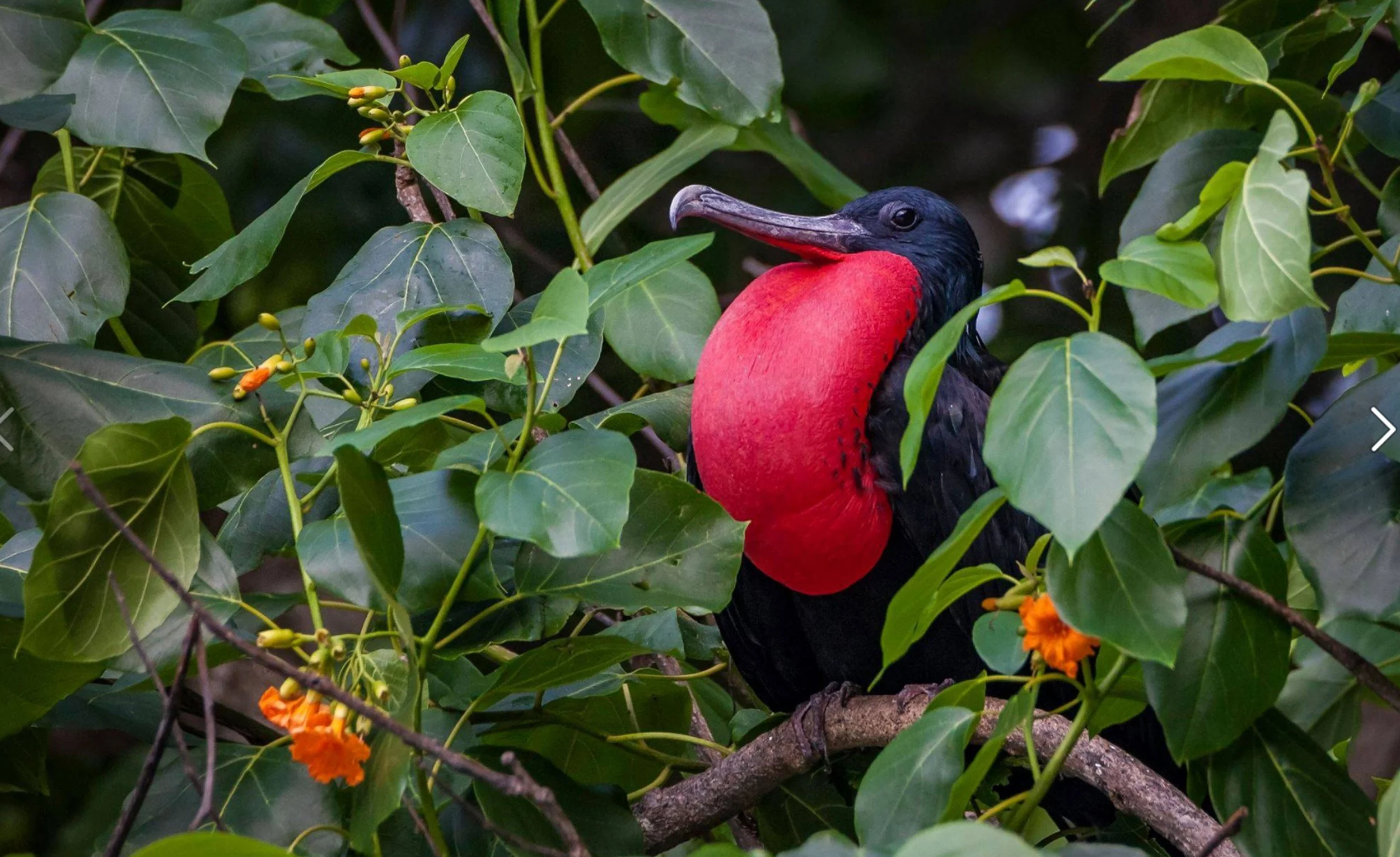 AUS_Christmas Island © CI Tourism_Frigatebird-YvonneMcKenzie.jpg