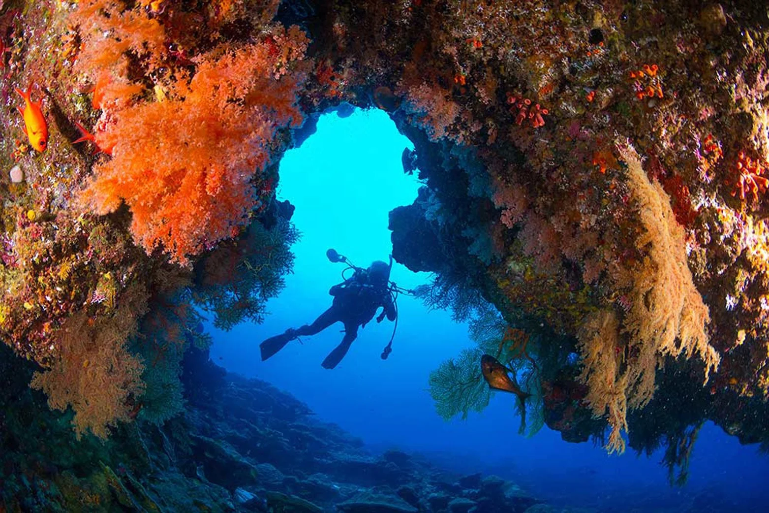 AUS_Christmas Island © CI Tourism_Diving-Photography-Gary-Bell.jpg