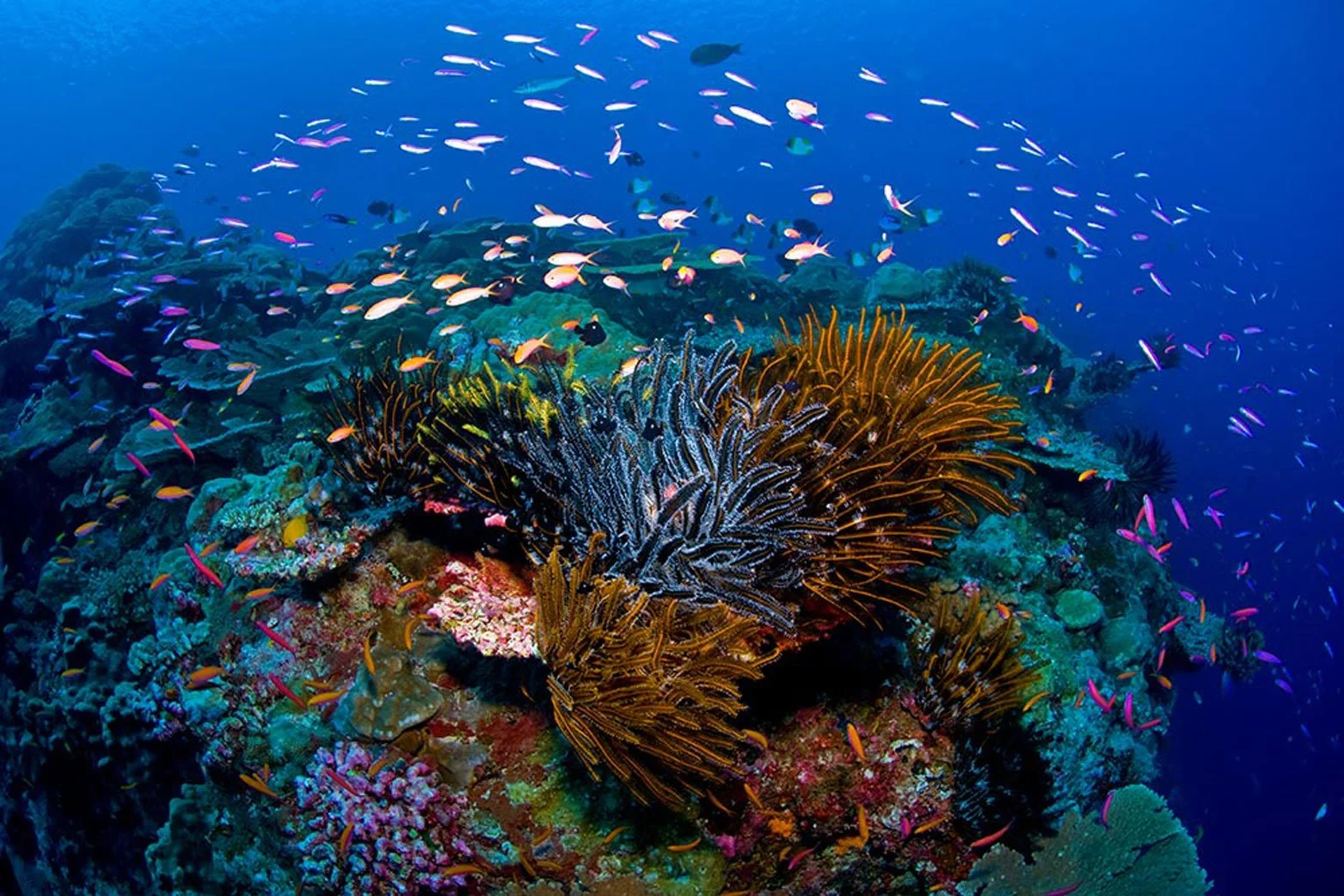AUS_Christmas Island © CI Tourism_Crinoids-on-Bommie-Mathieu-Meur.jpg