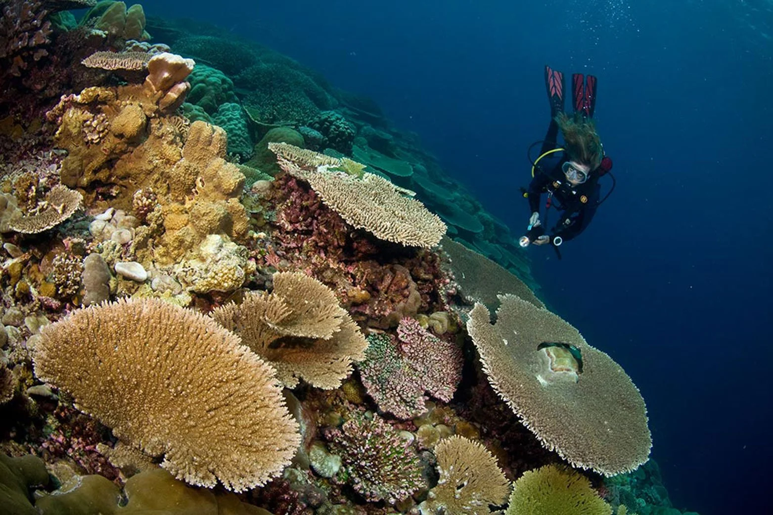 AUS_Christmas Island © CI Tourism_Corals-Udo-Van-Dongen.jpg