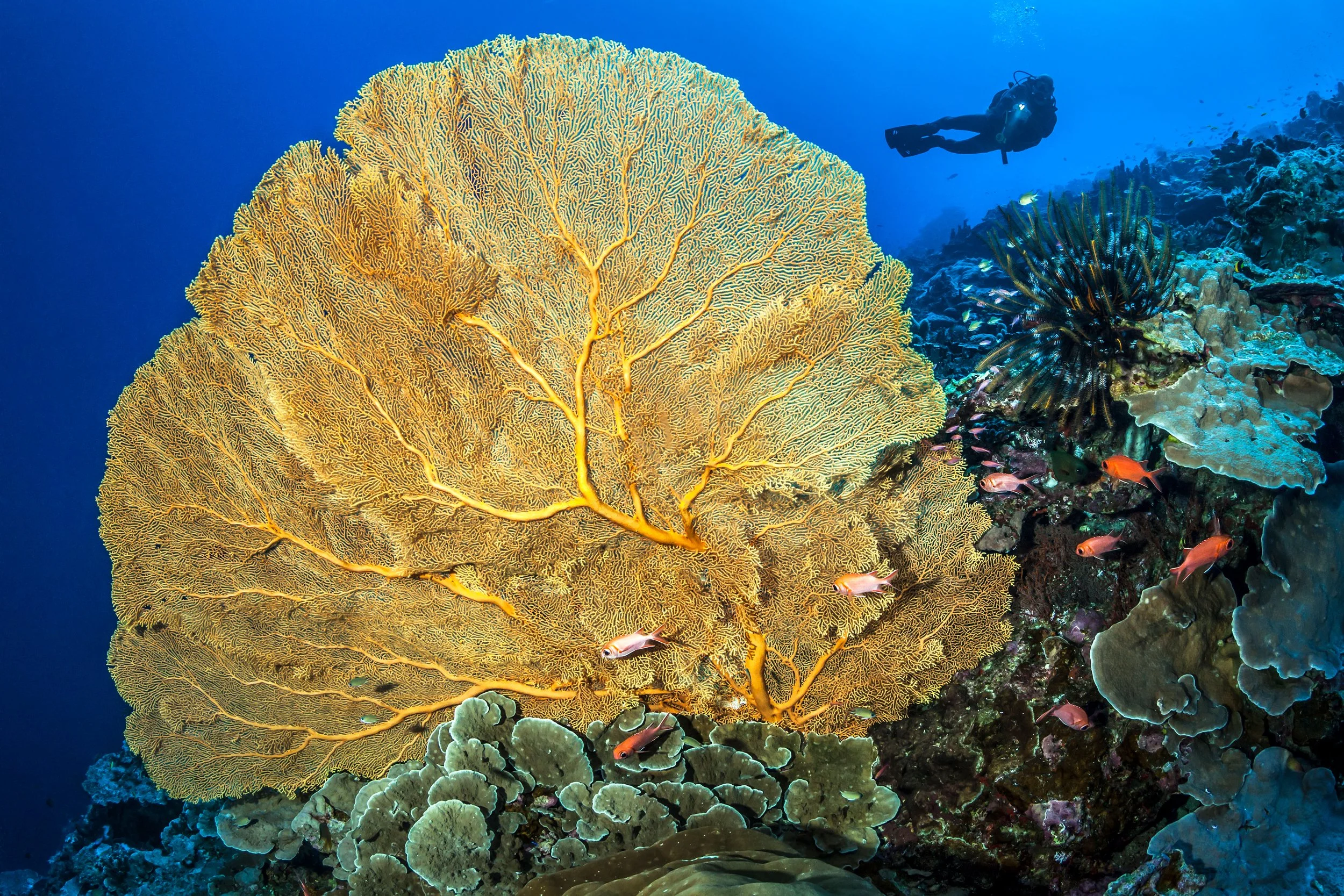 AUS_Christmas Island © CI Tourism_GorgonianFan-TobiasFriedrich.jpg