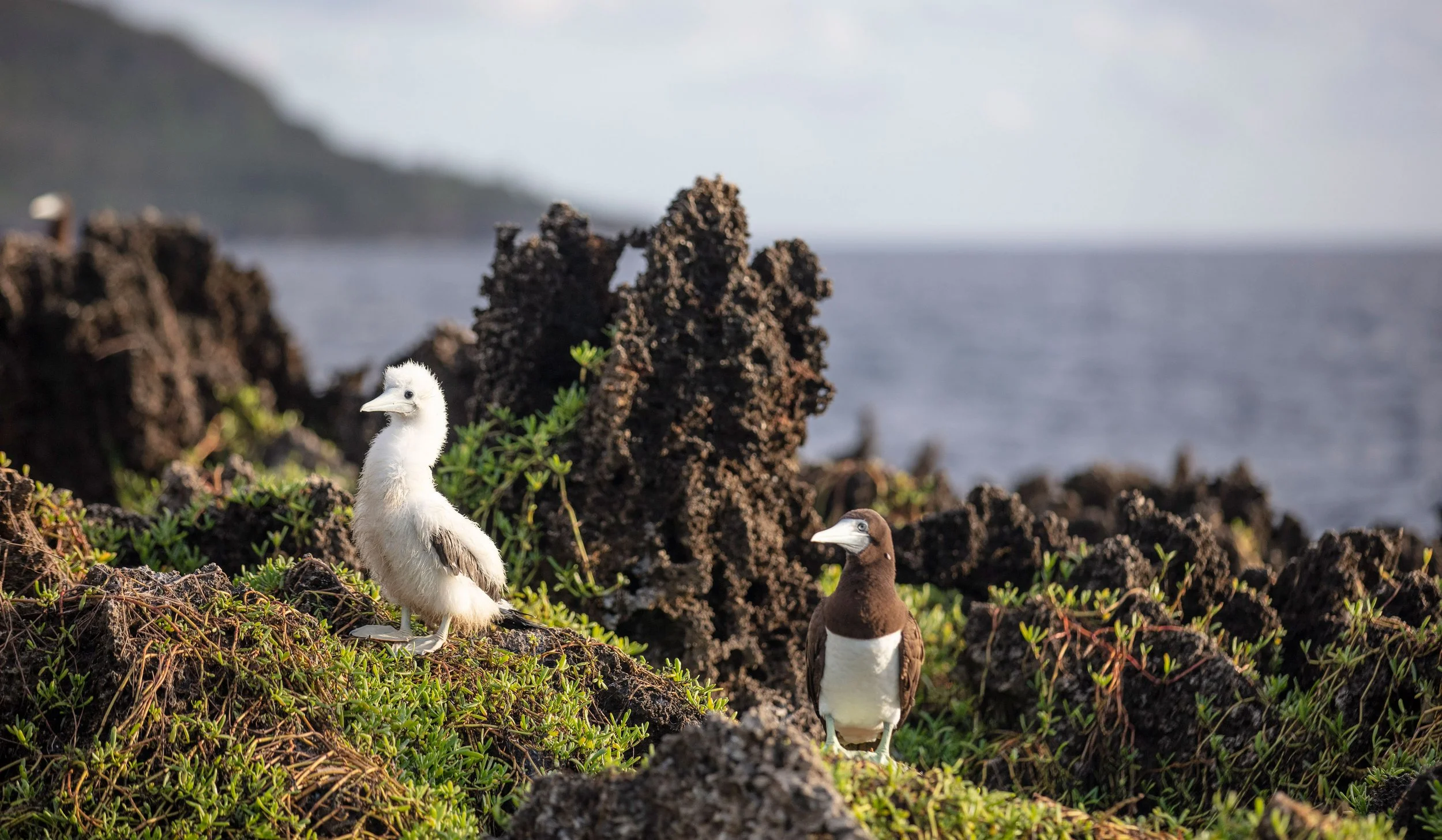 AUS_Christmas Island © CI Tourism_ChristmasIsland(BaseImagery)-38.jpg