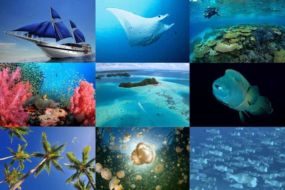 2025 Palau — Wild Earth Expeditions