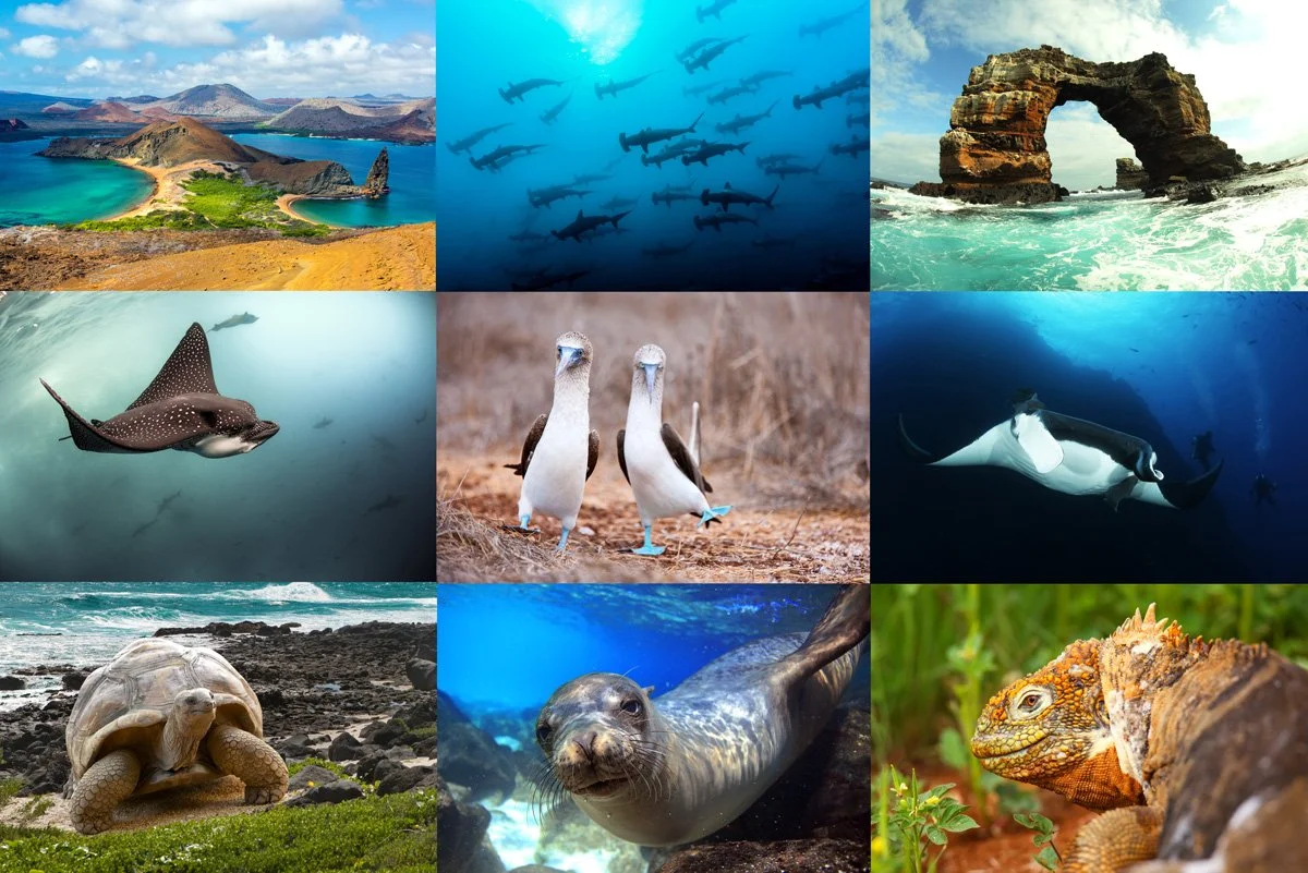 2025 Galapagos — Wild Earth Expeditions