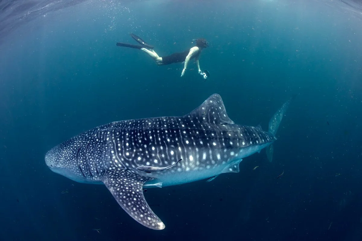 SabineTempleton_WildEarthExpeditions_Whaleshark_1200.jpg