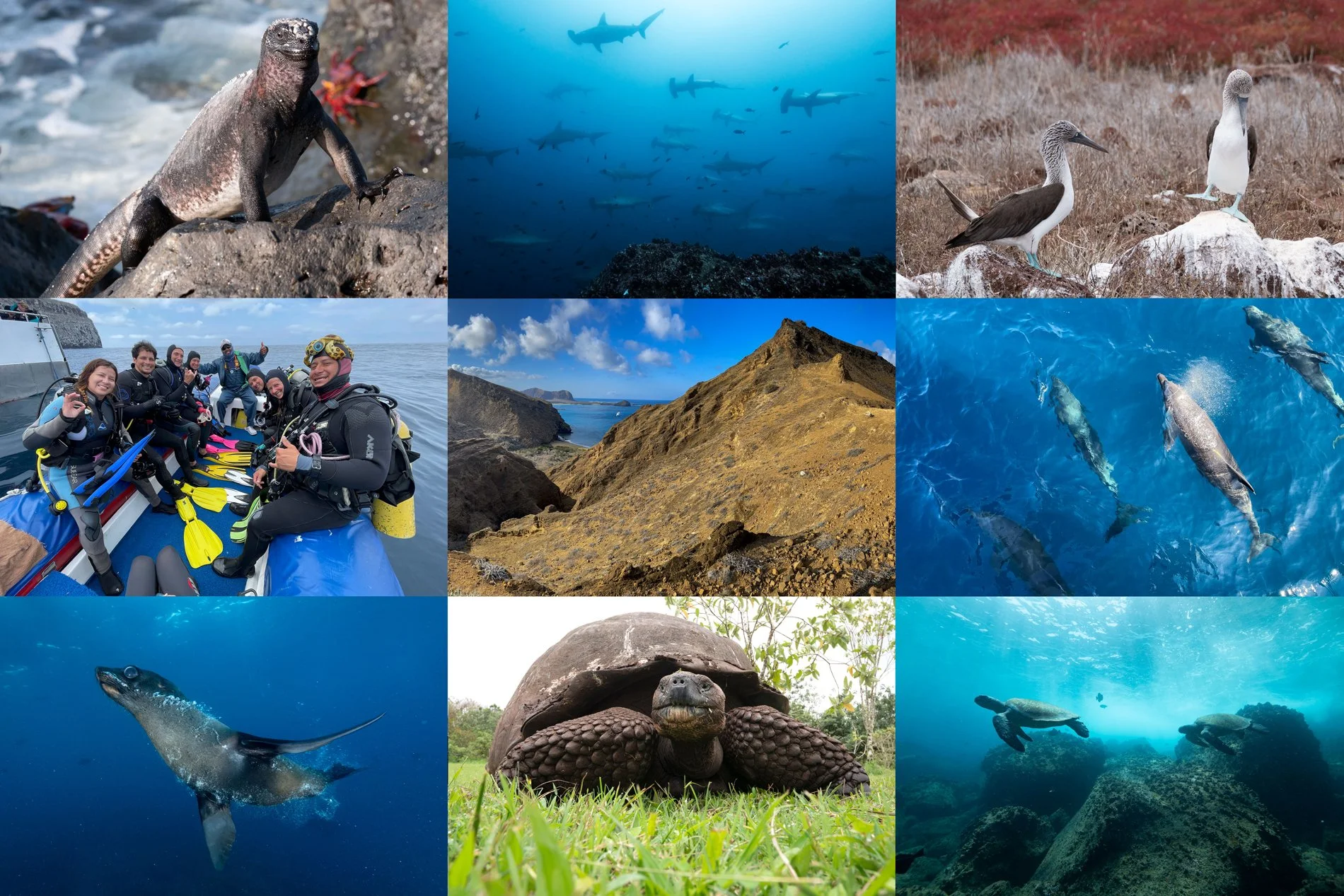 GALAPAGOS NOVEMBER 2022 visual data 8