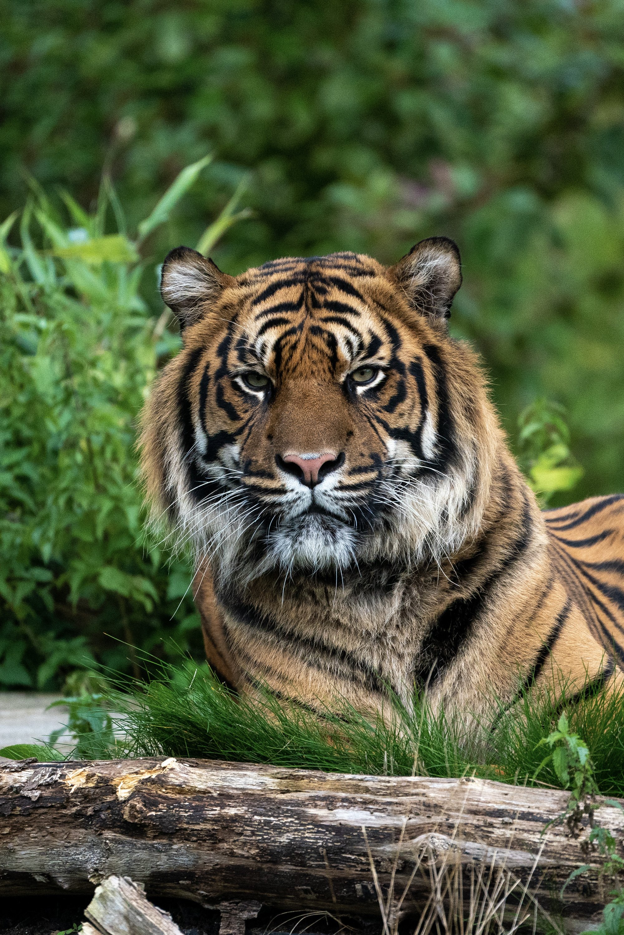 Tiger_3.jpg