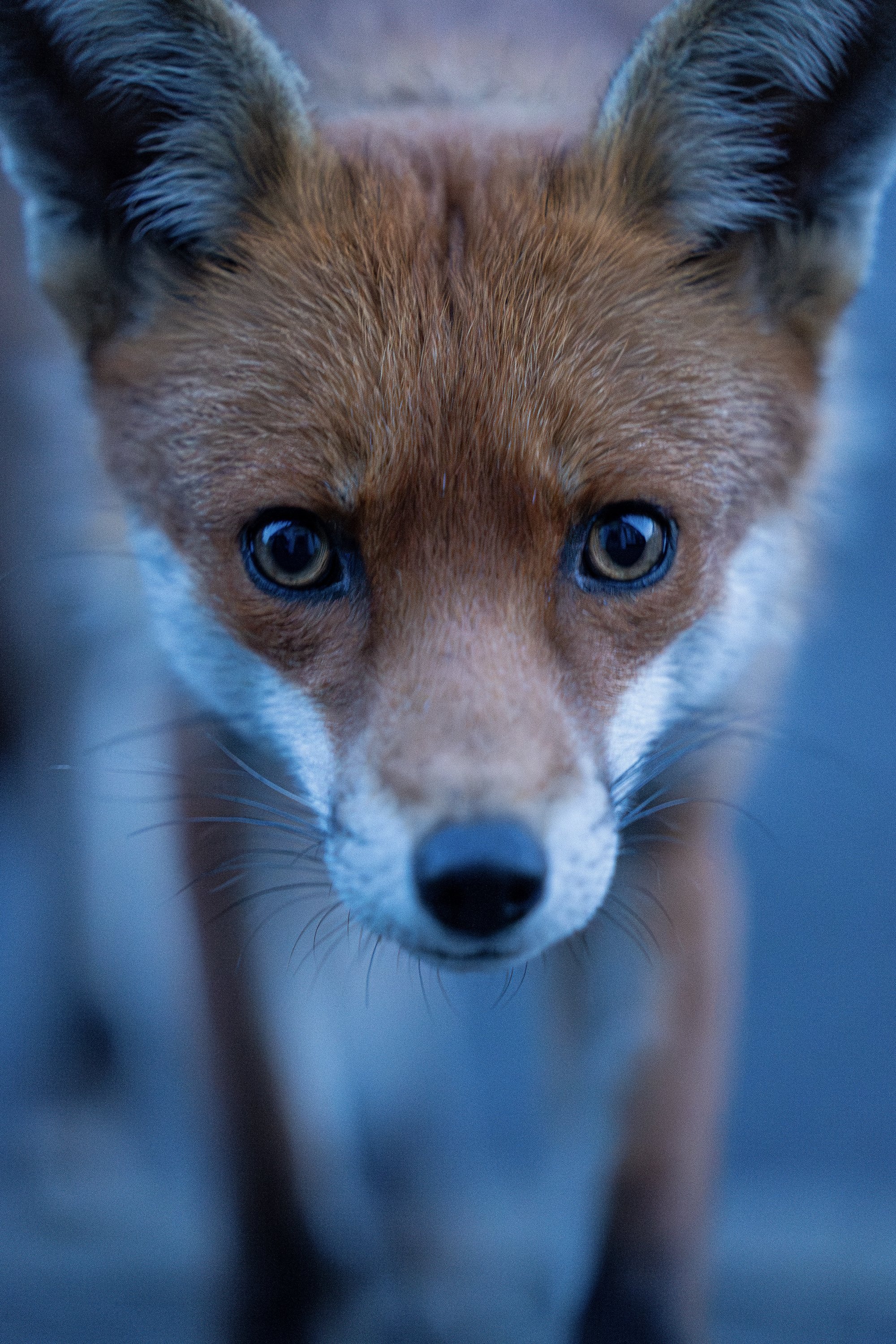 Fox_1.jpg