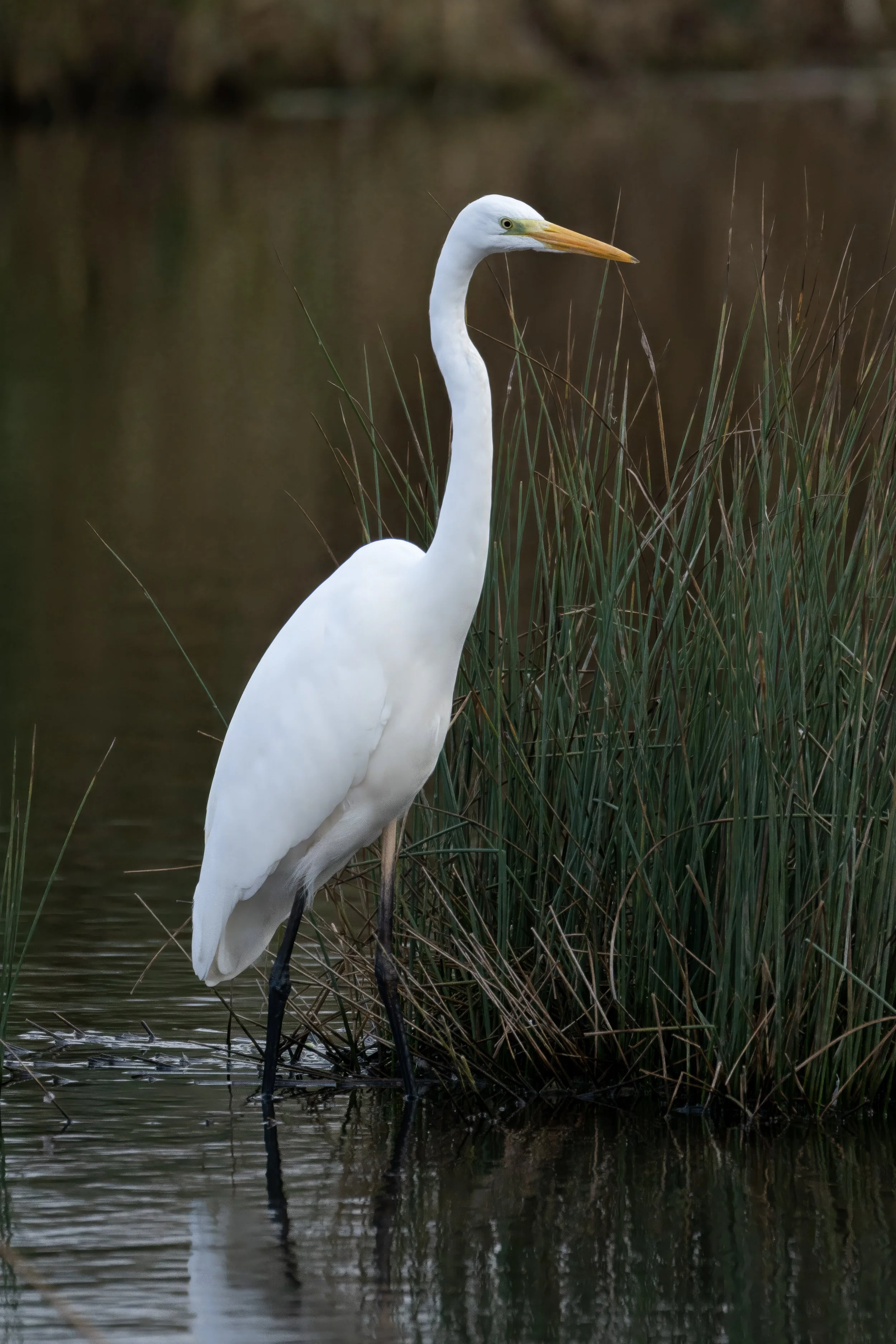 Egret.jpg