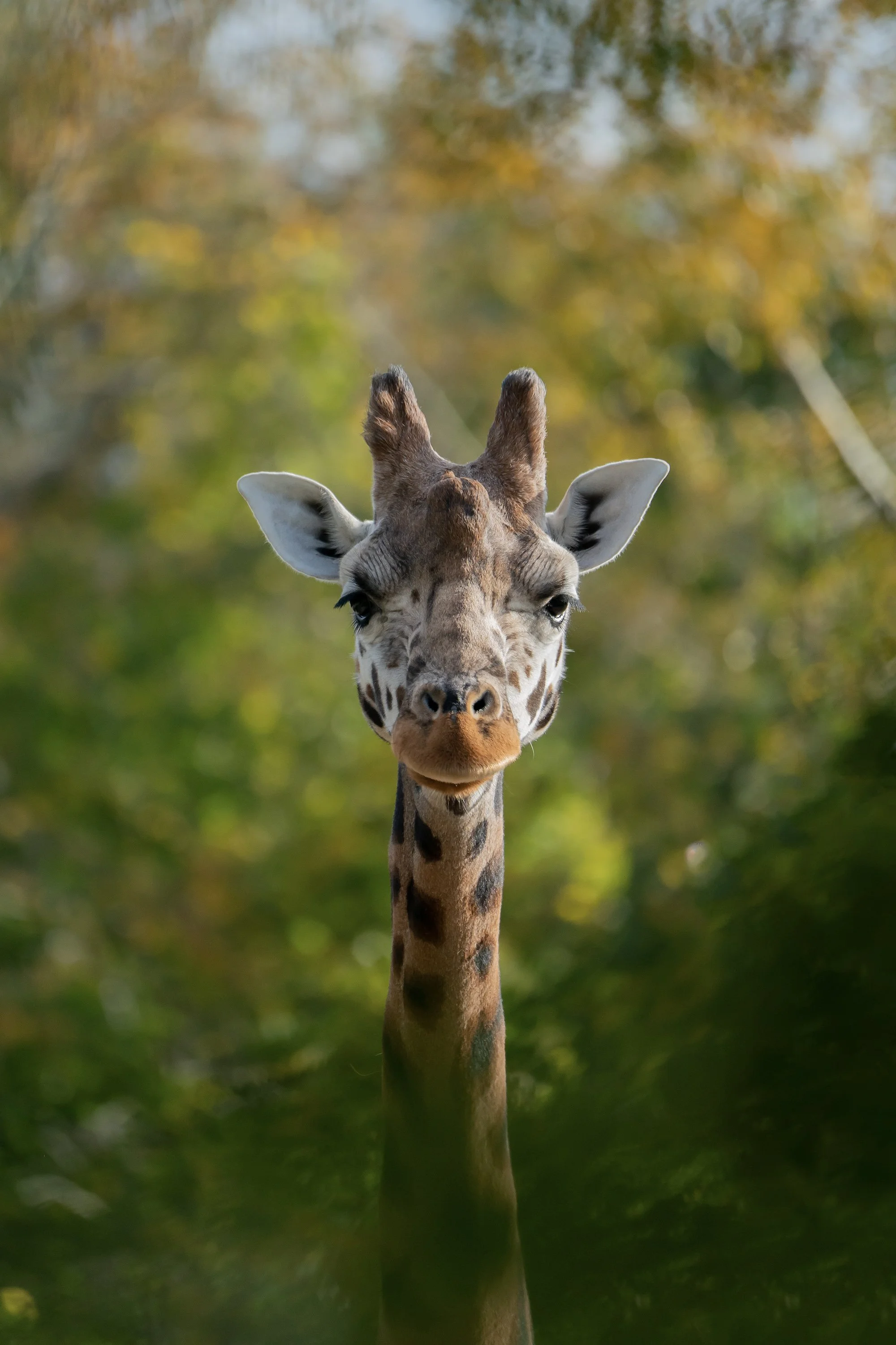 Giraffe_1.jpg