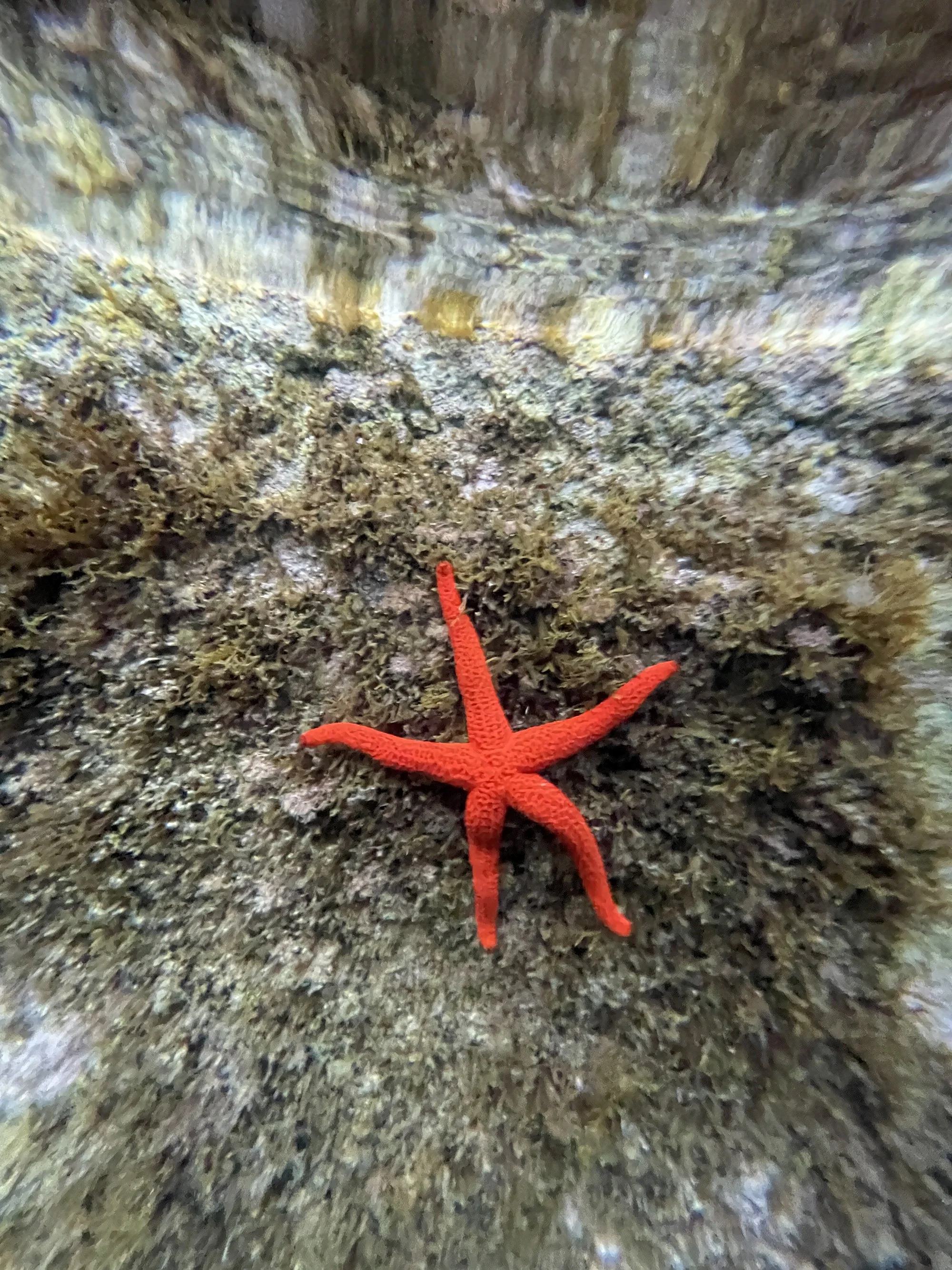 Starfish.jpg