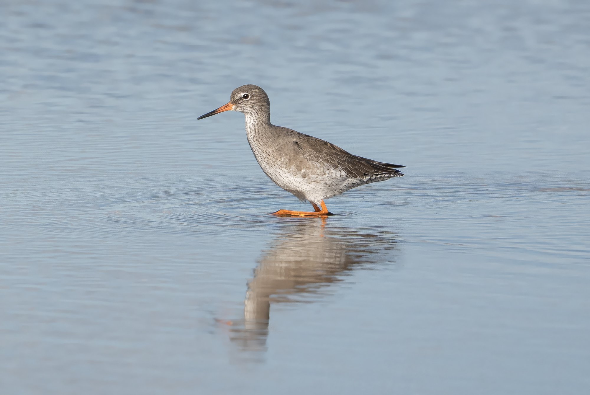 Common Redshank.jpg