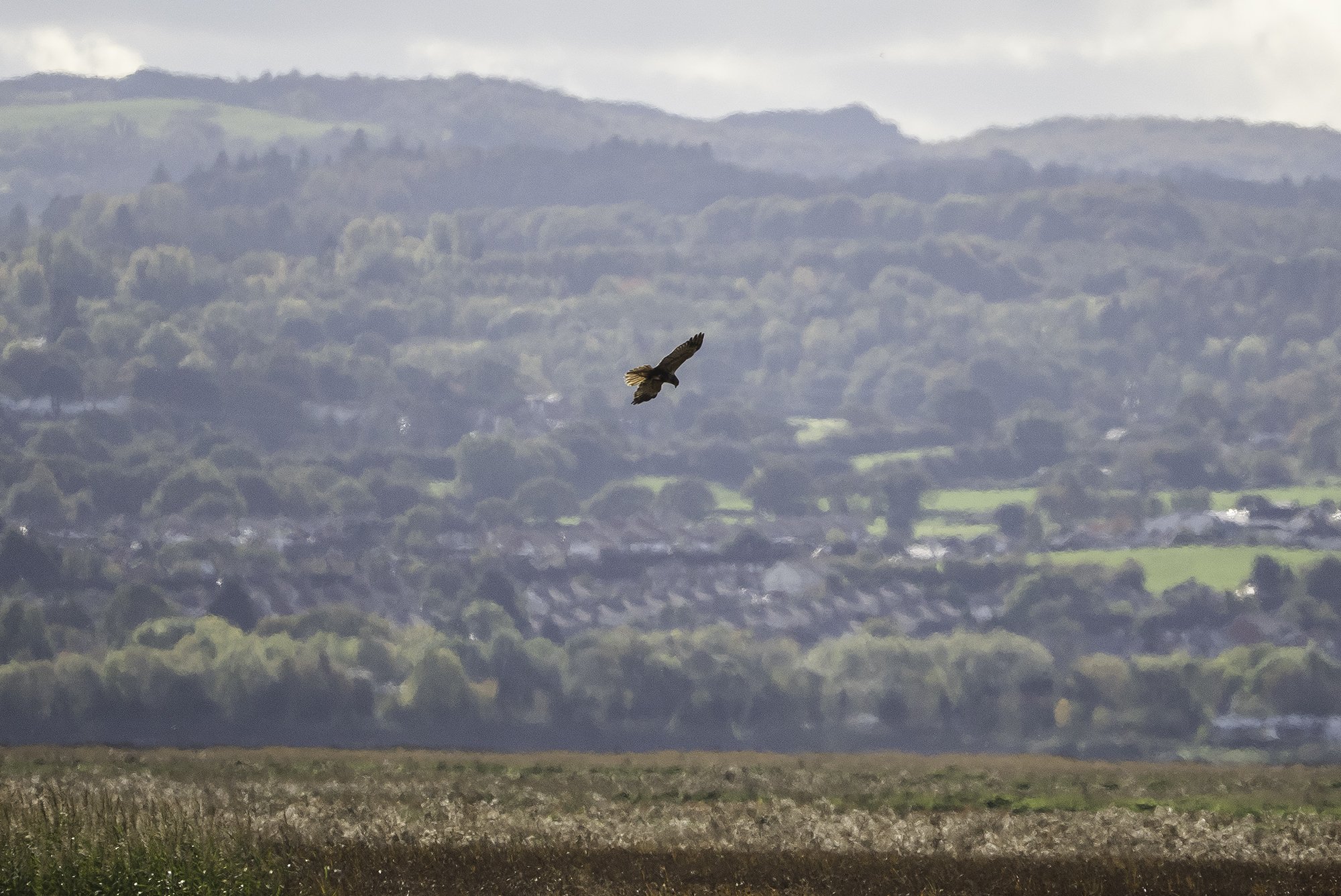 Buzzard.jpg