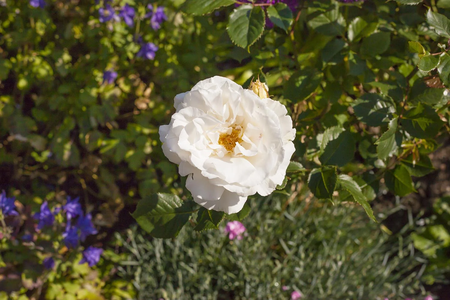 Gardening_56.jpg
