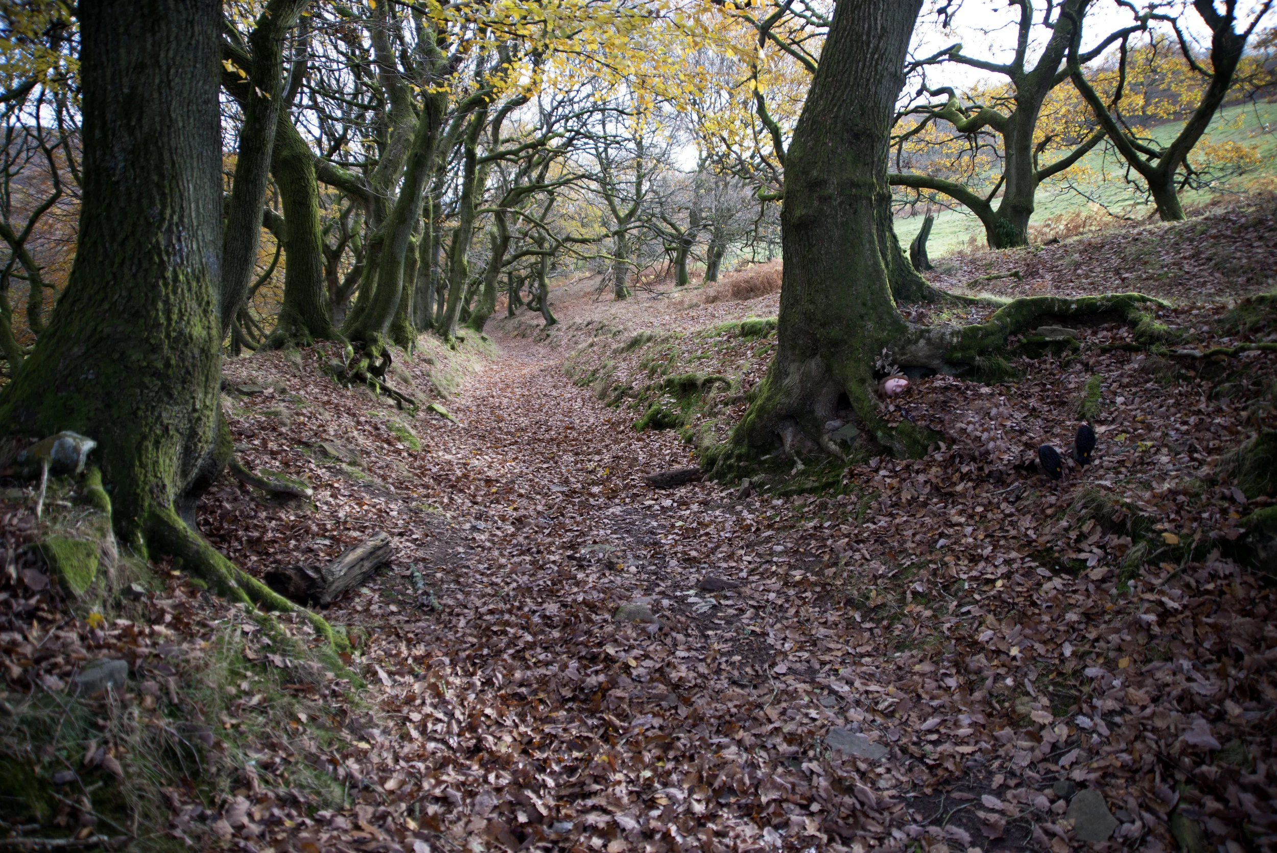 tree.jpg
