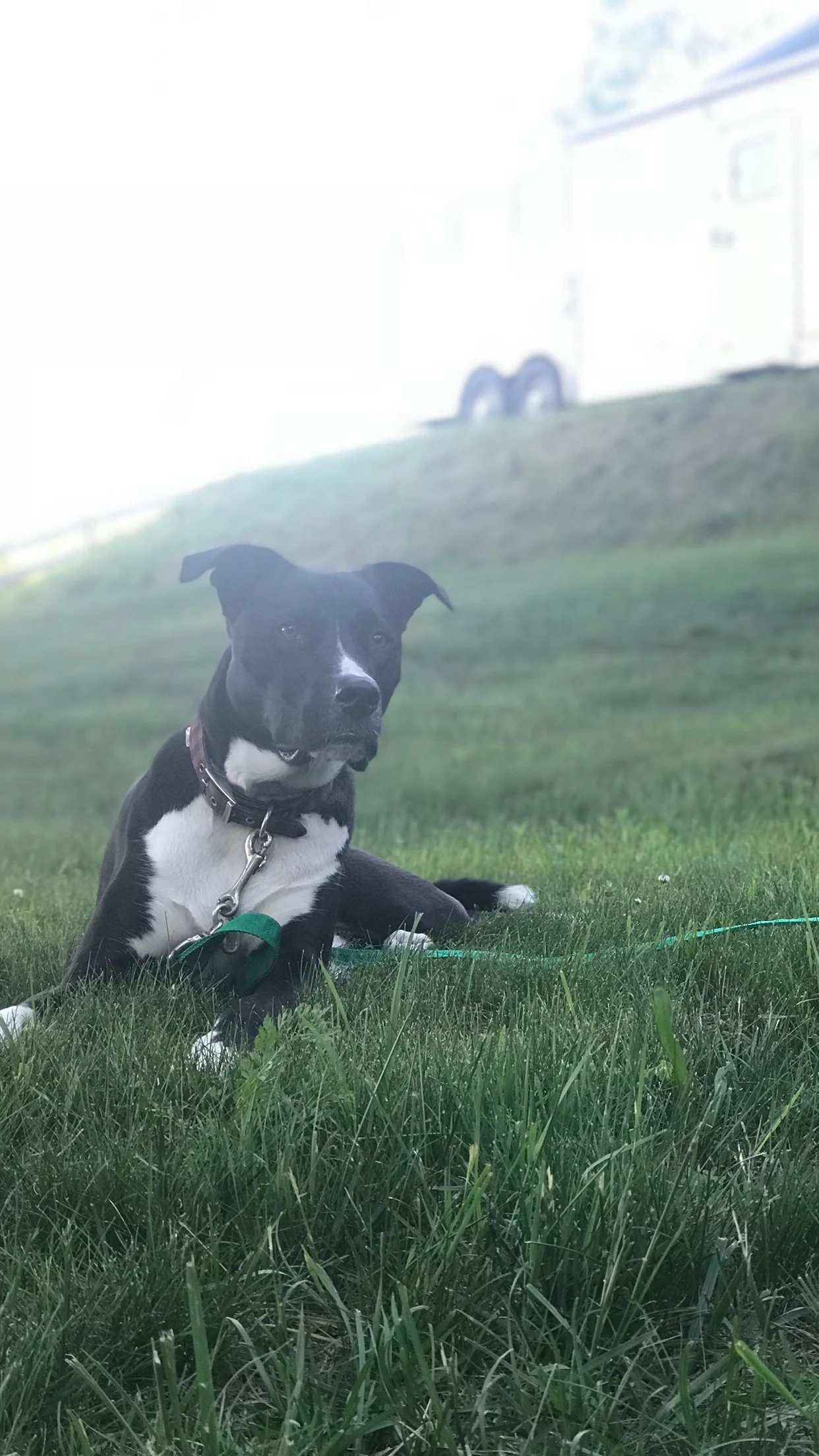 Why My Dog is my Spiritual Guru