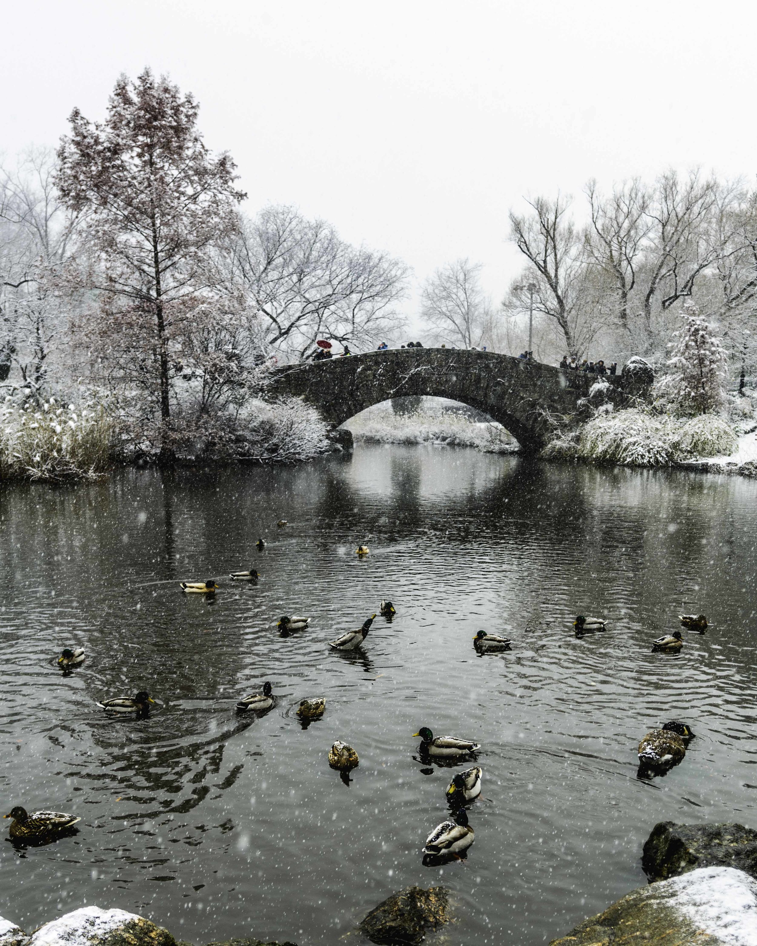 Ducks On The Pond