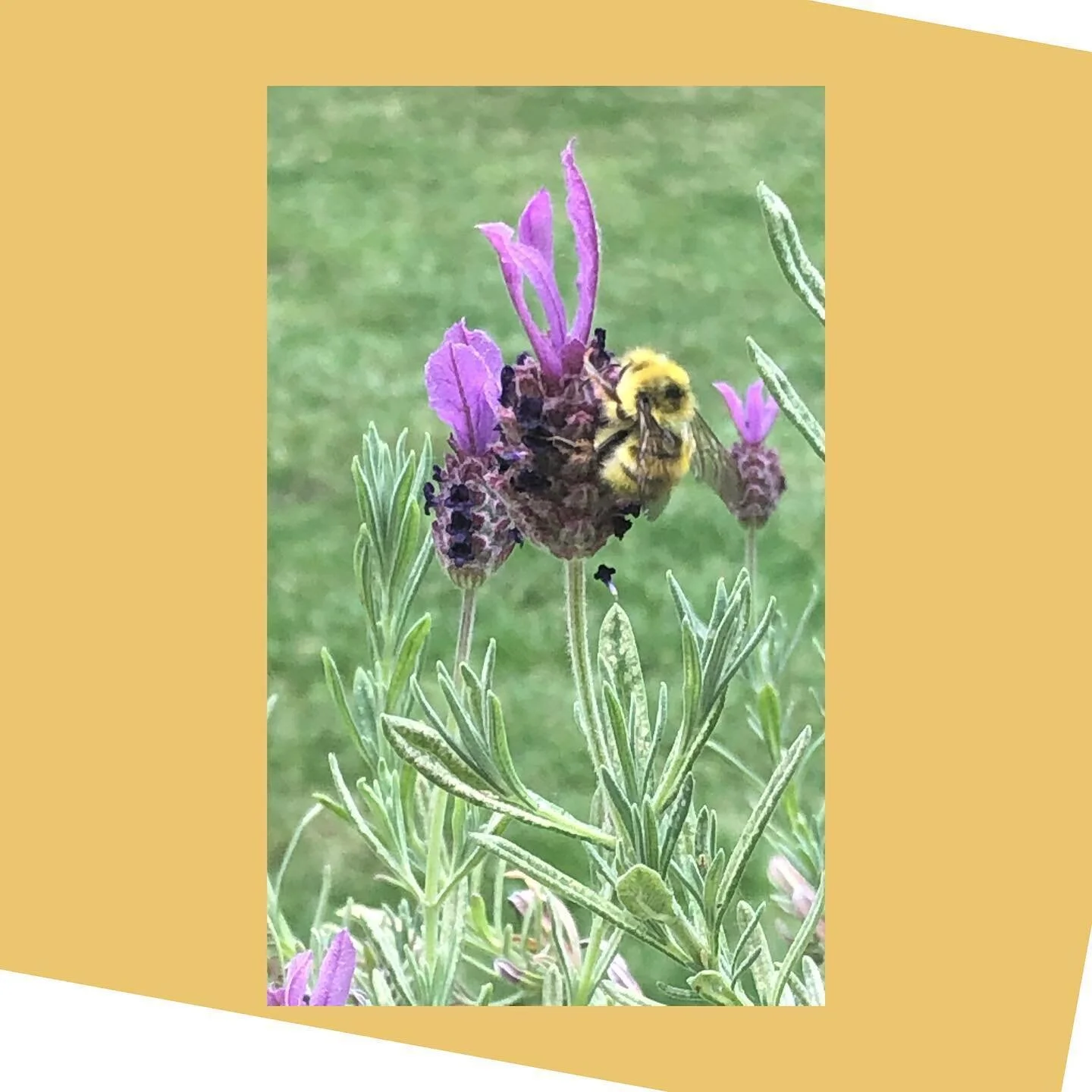 Love moments like this in our yard! #beesflowers #lavender