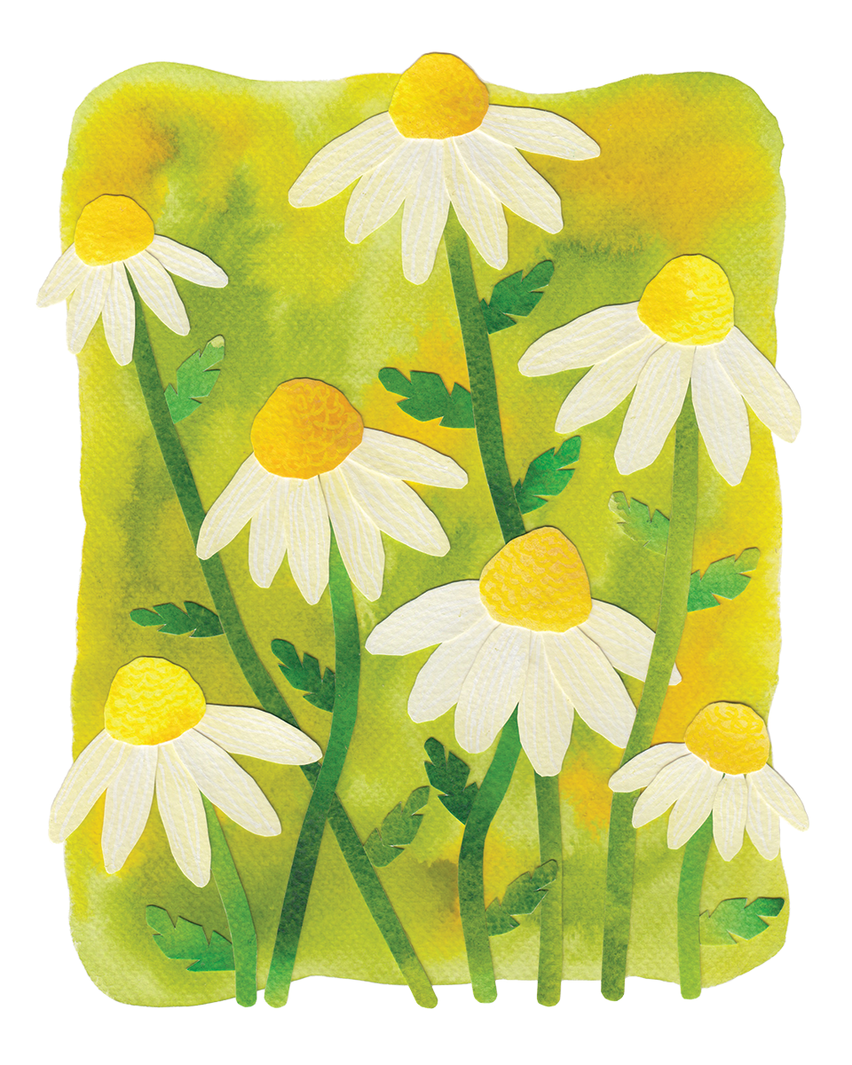 8x10WatercolorCollage_Daisies.png