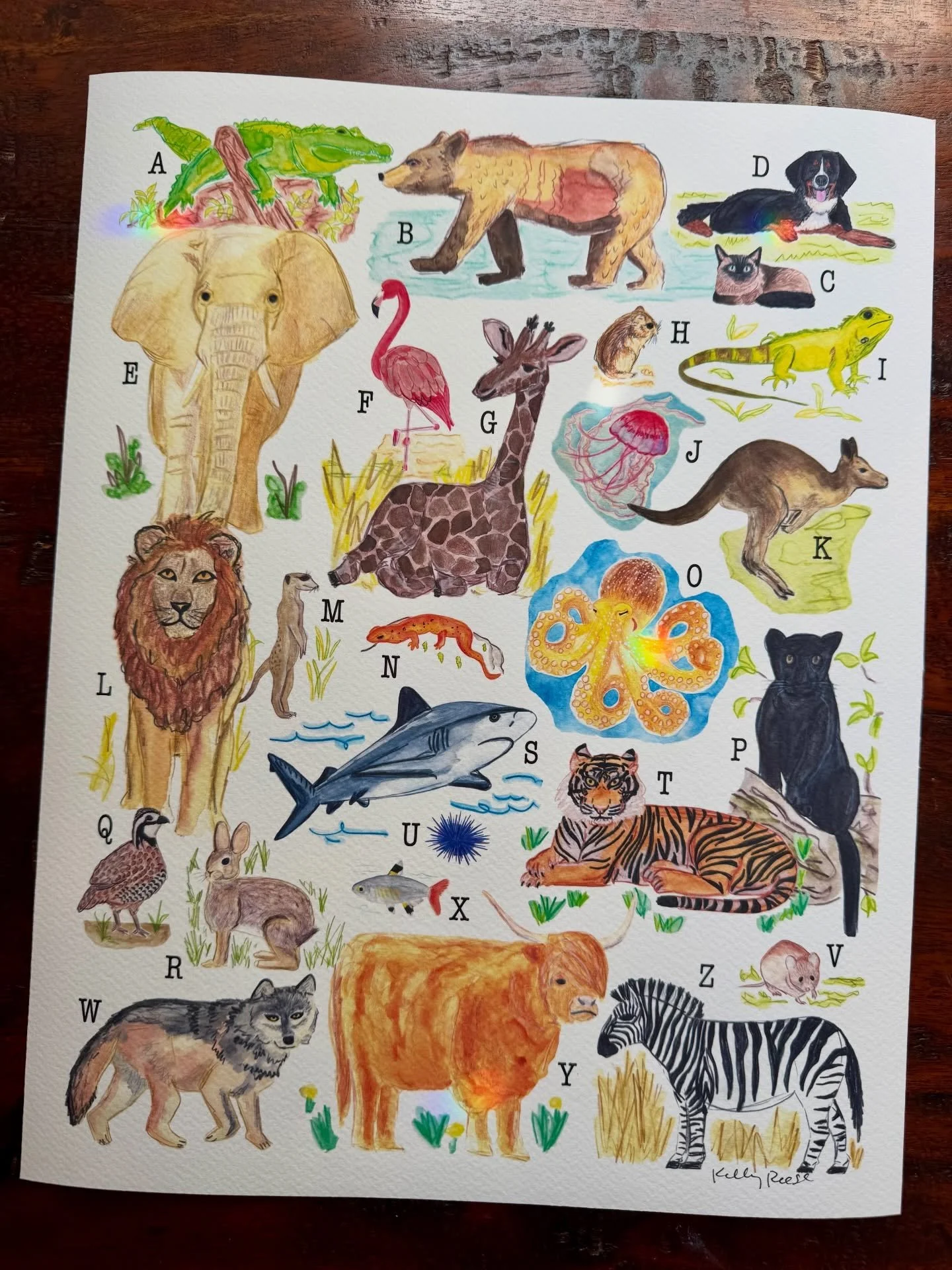 Early last year I made a list of animals A-Z and challenged myself to paint one a day. It was a personal sketchbook exercise with no pressure and no expectations. When the series was finished, I loved the cohesive set of critters I had created and th