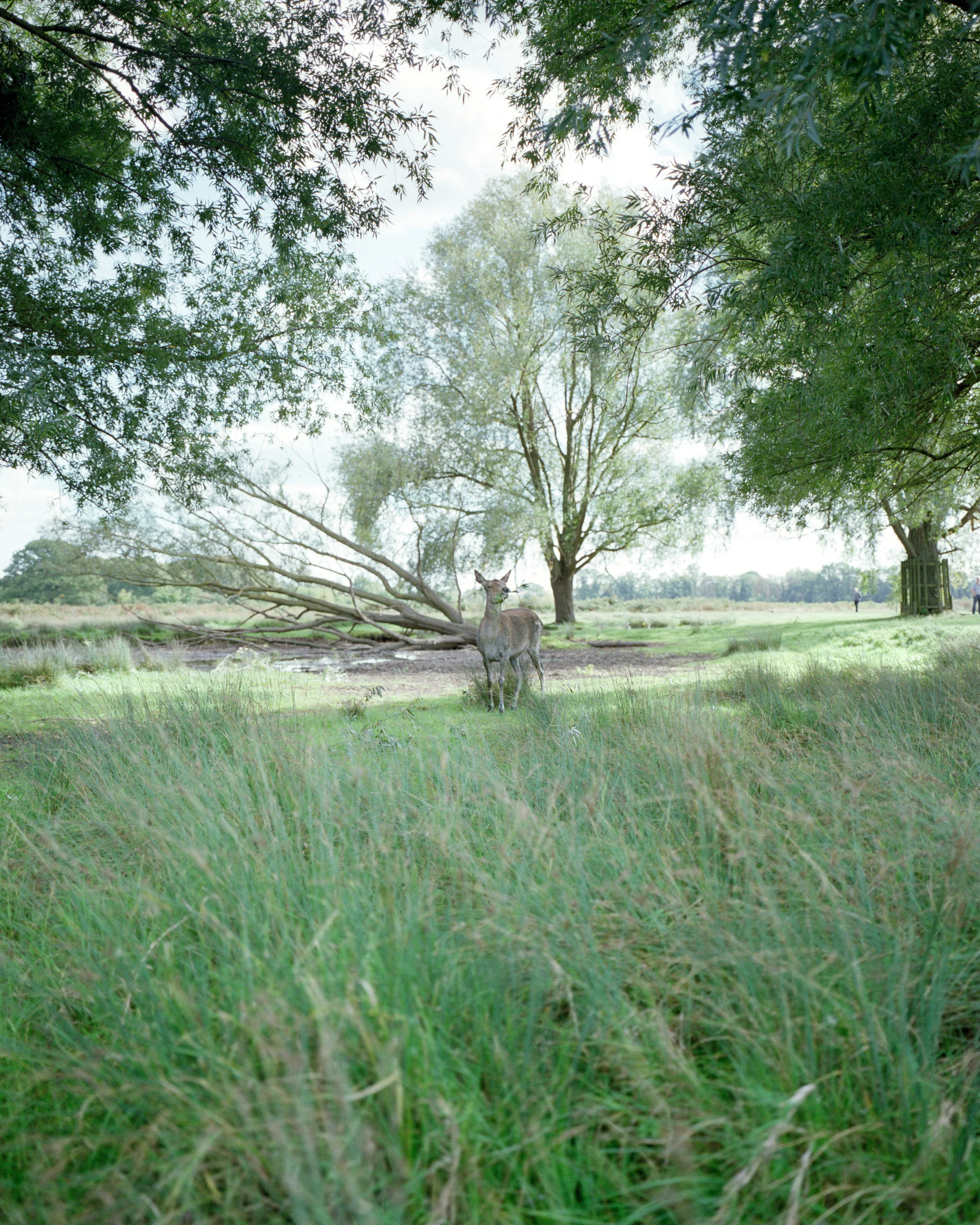 SCN (2)-3.jpg
