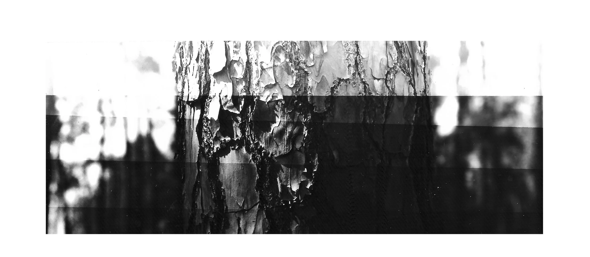 2017 These images were taken at the Austin Carey Forest in fall 2017. The area was purchased by the University of Florida and is part of the Institute of Food and Agricultural Sciences (IFAS). While in this space I kept thinking of the financialization of nature, particularly the histories and politics that lay hidden in the landscape, in the language used by IFAS staff, and the educational materials provided by the University. In ya no hay tiempo , a short experimental video, I aim to parallel/meld/re-mix the historical capitalist patriarchal systems of modern photography//production while looking to people like Berta Caceres. I use the darkroom to highlight the urgency and timeliness of this self-destructive character. ¡ Ya no hay tiempo!//There is no time!