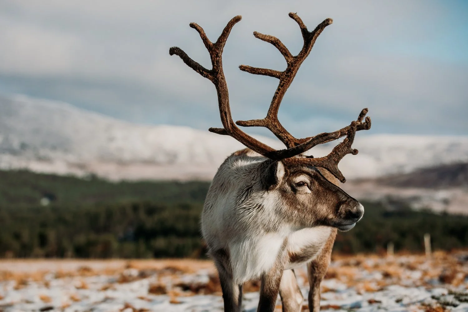 Reindeer in Cairngorms National Park