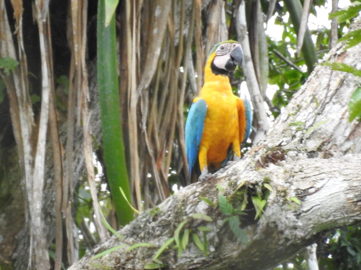 macaw3.jpg