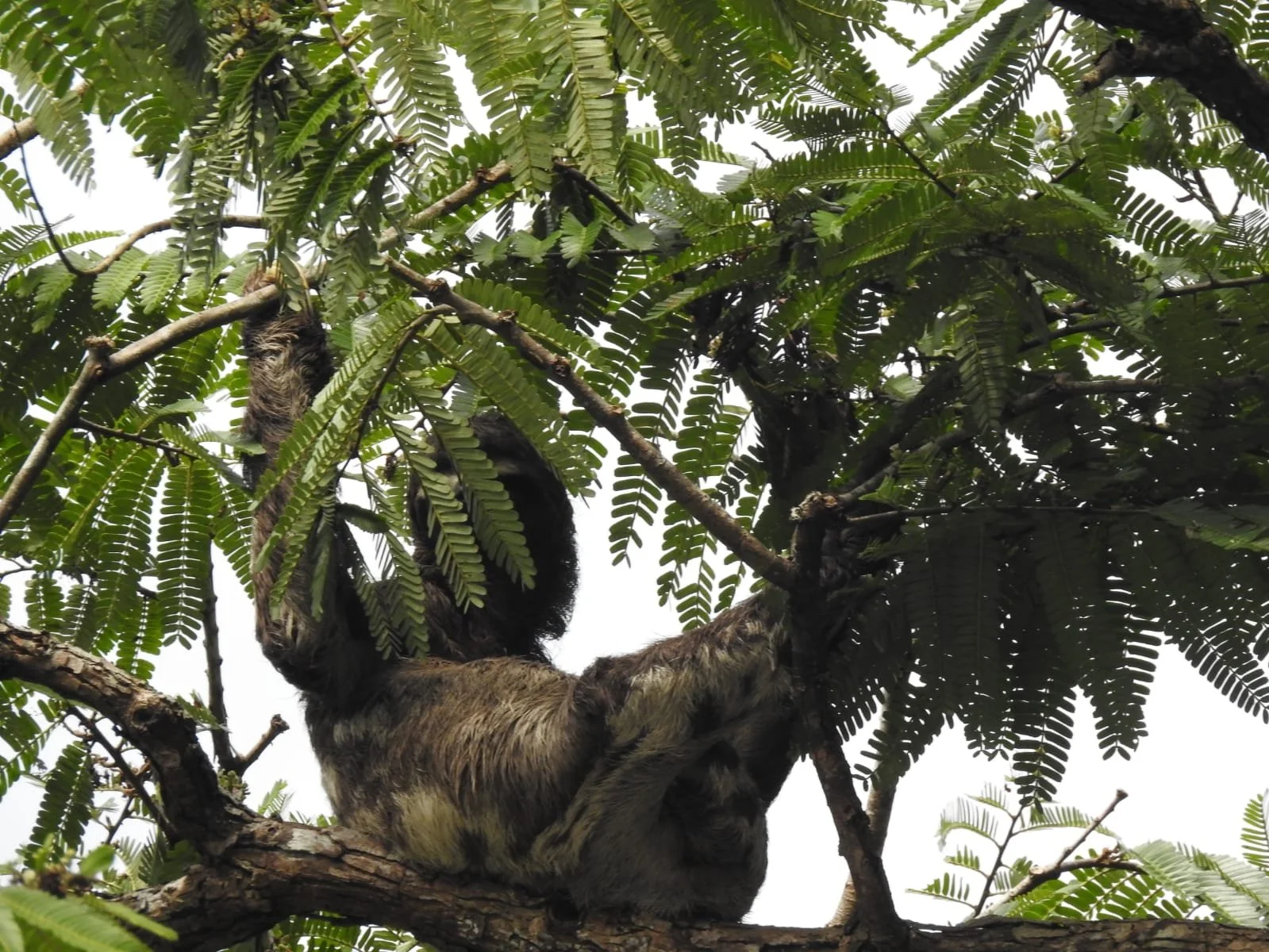sloth 7.25.3.jpg