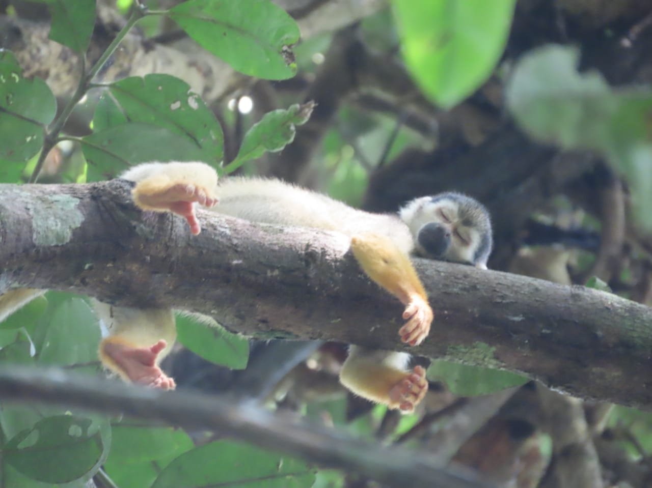 Wildlife Weekly with Lisa Brown