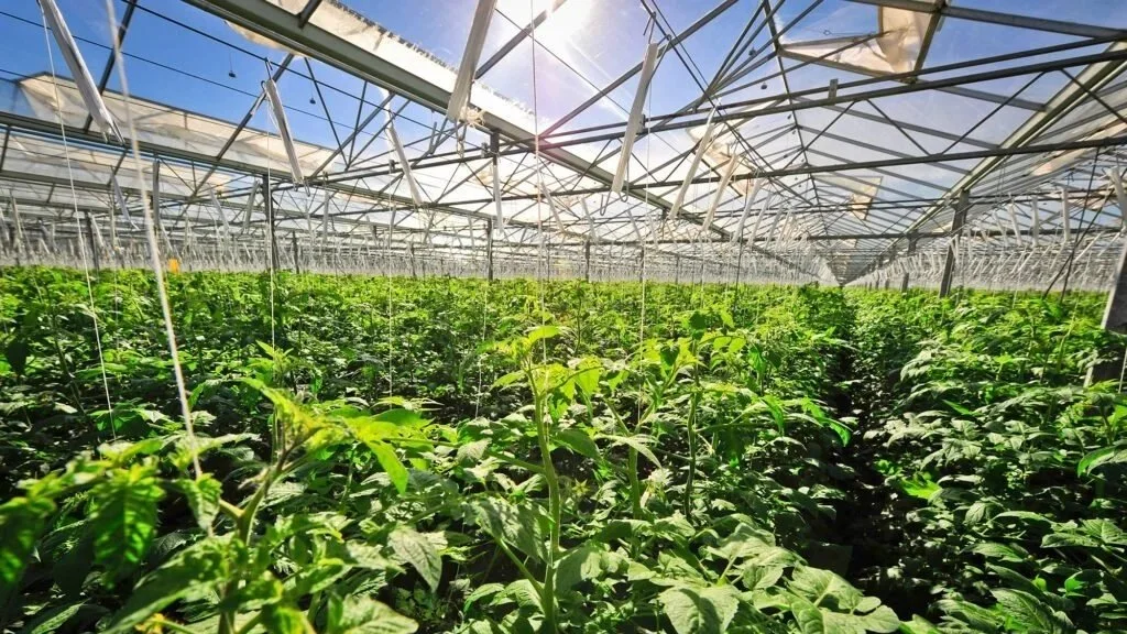 Winstead farms greenhouse.jpg