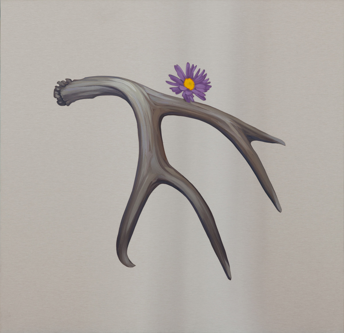 Antler with Aster